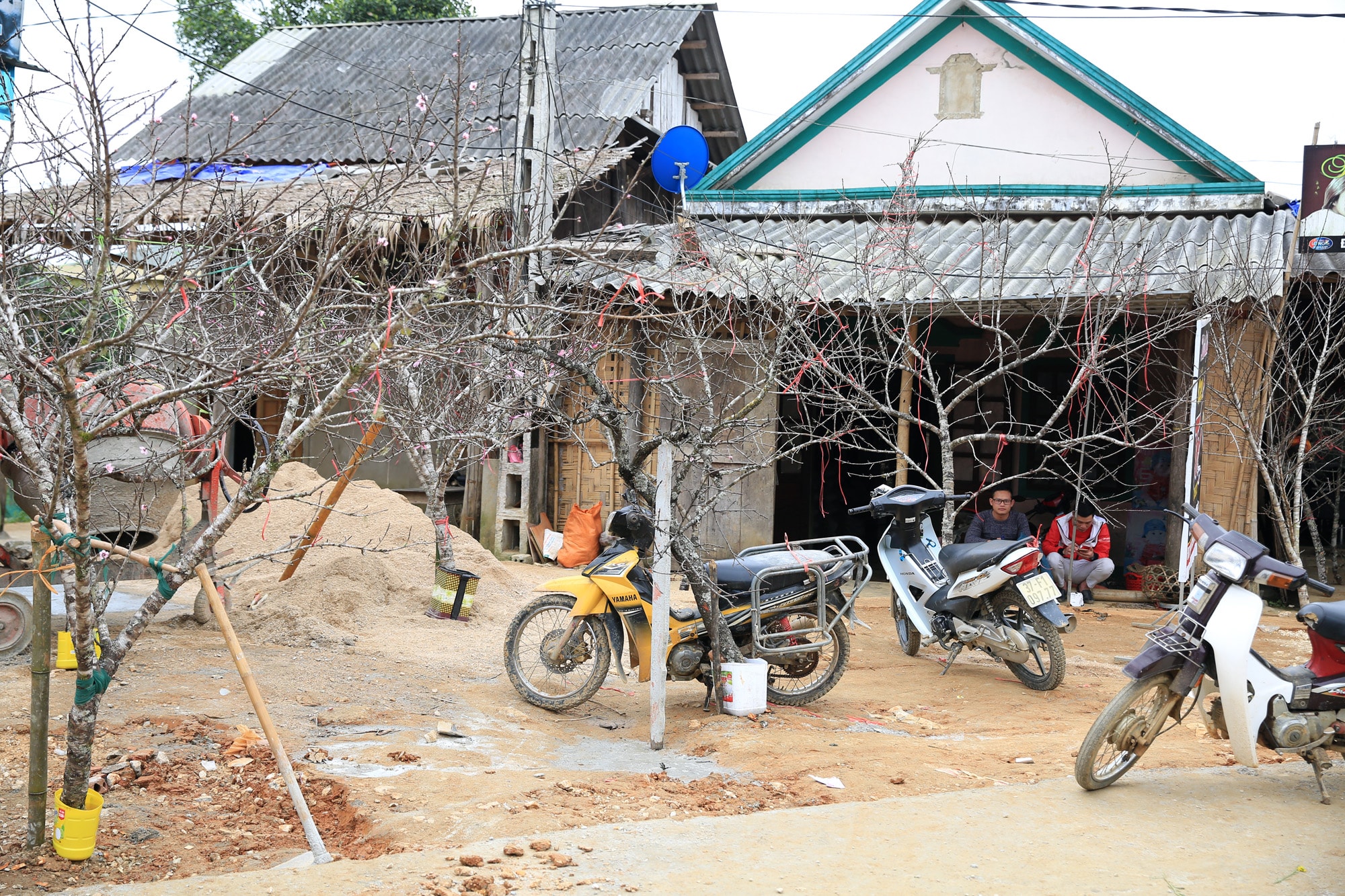 Những cành đào tiền triệu được xếp dãy tại huyện Quế Phong, Nghệ An. Ảnh: Hồ Phương