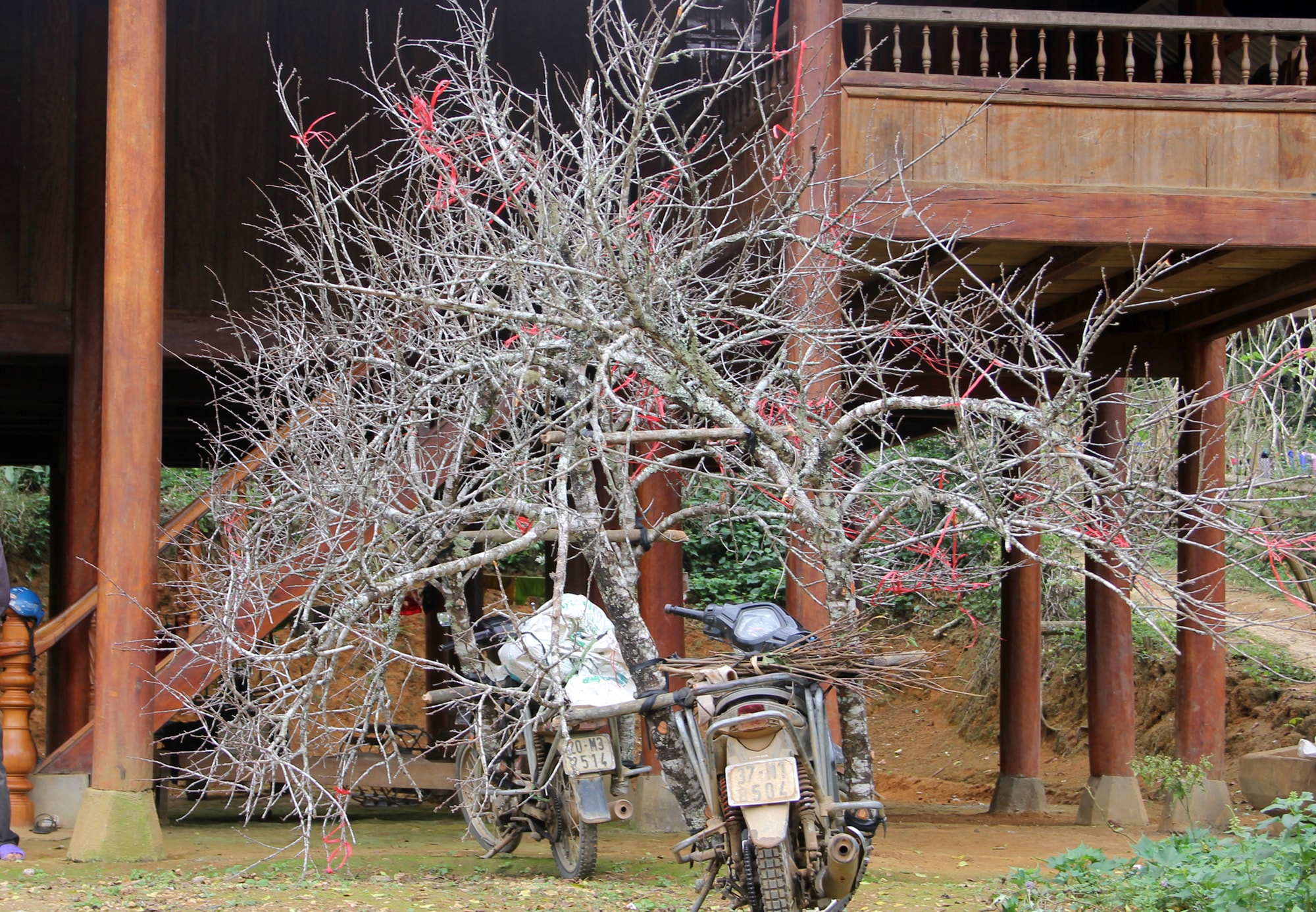 Những cành đào đá được chở mất rất nhiều thời gian và công sức từ trên núi cao về, vì thế, đây cũng là một trong những nguyên nhân khiến giá đào đá cao hơn các loại đào khác. Ảnh: Hồ Phương