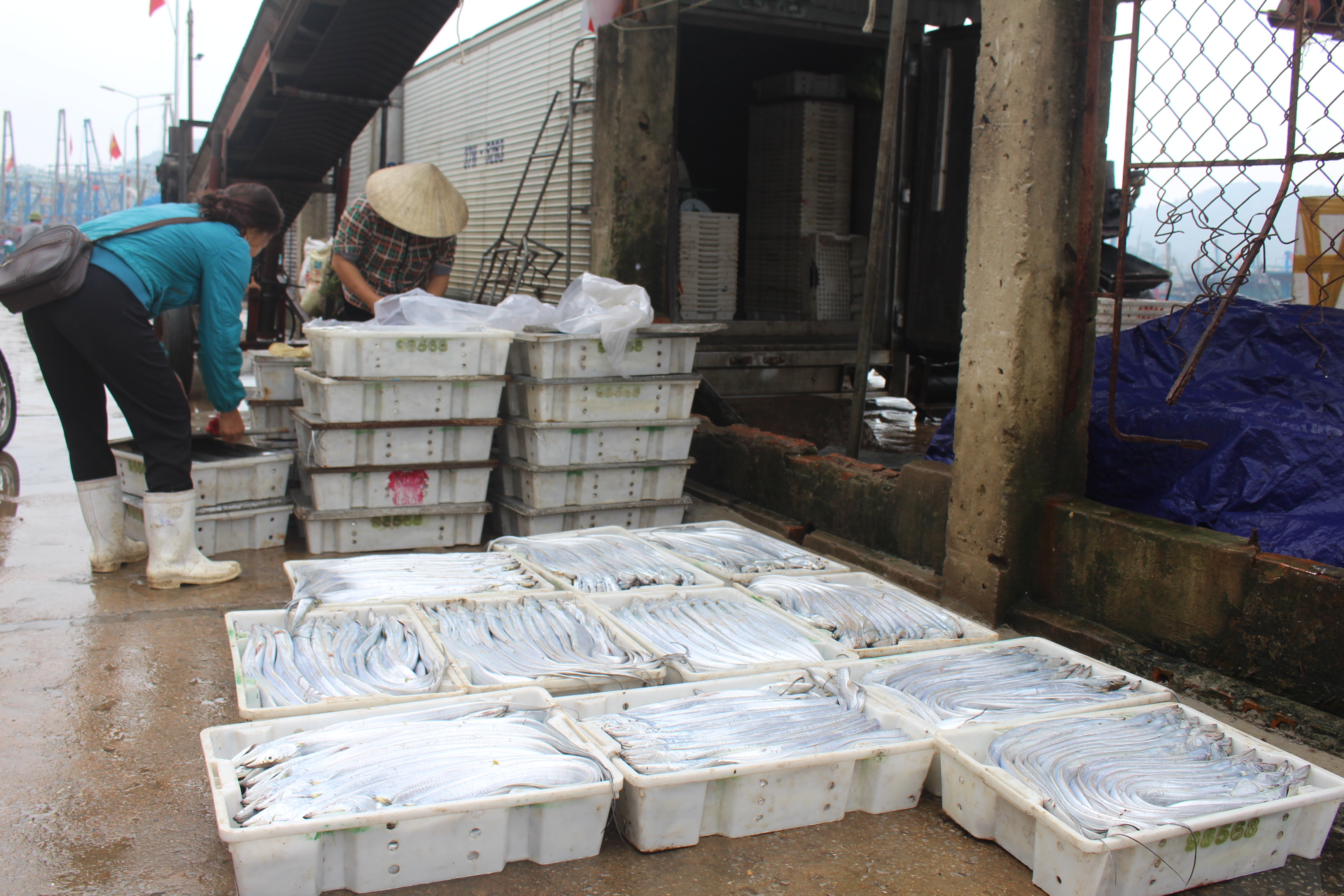 Thương lái tập trung thu mua cá khi tàu về bờ. Ảnh: Việt Hùng