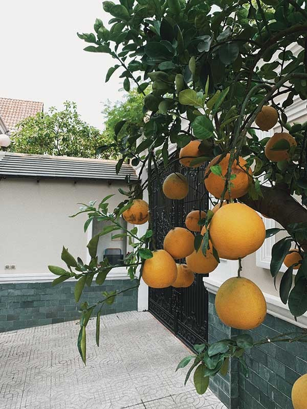 Những cây trái trước nhà cũng nặng trĩu quả.