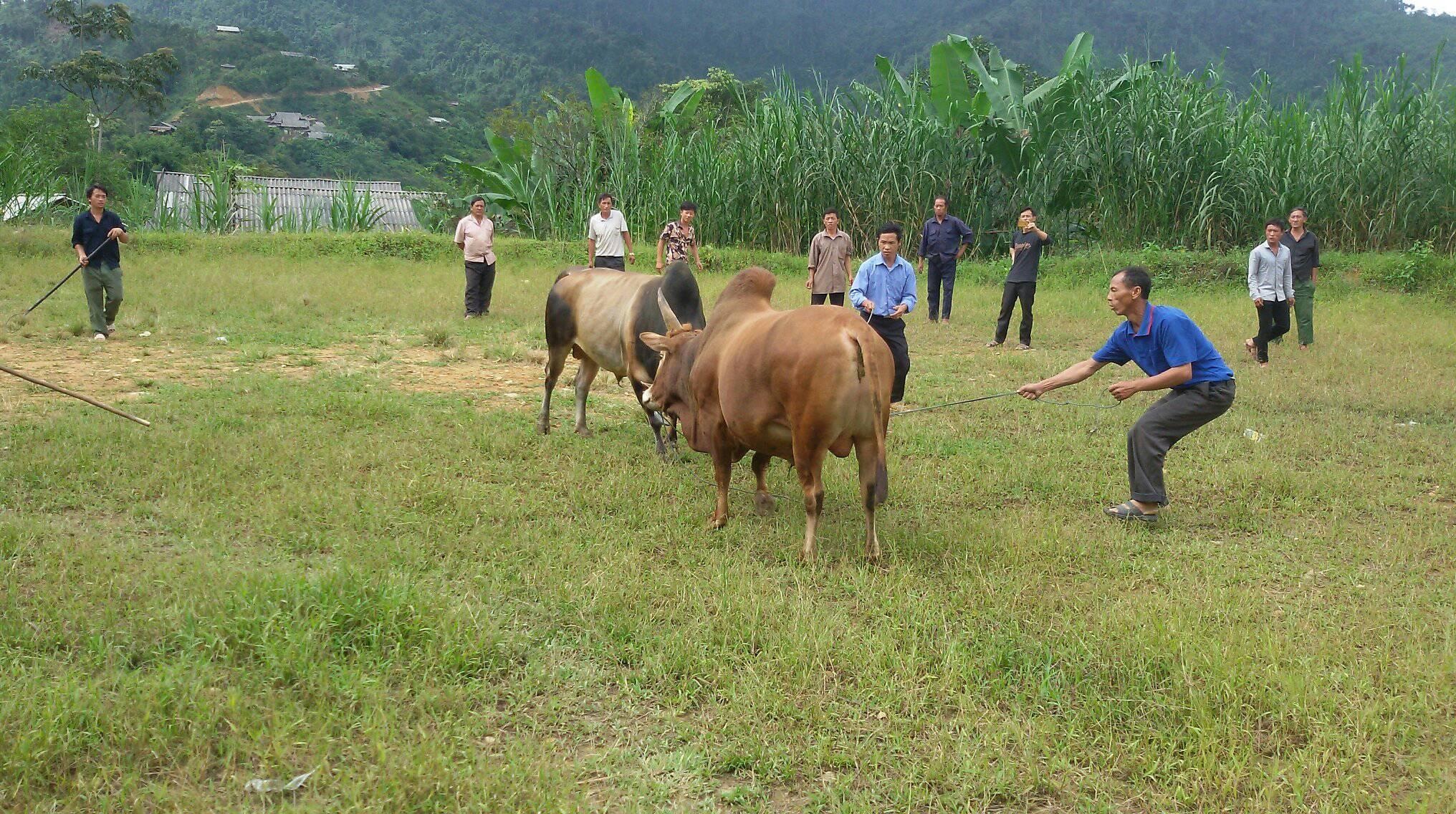 Người dân bản Xám Xúm vui chọi bò. Ảnh: Hoài Thu