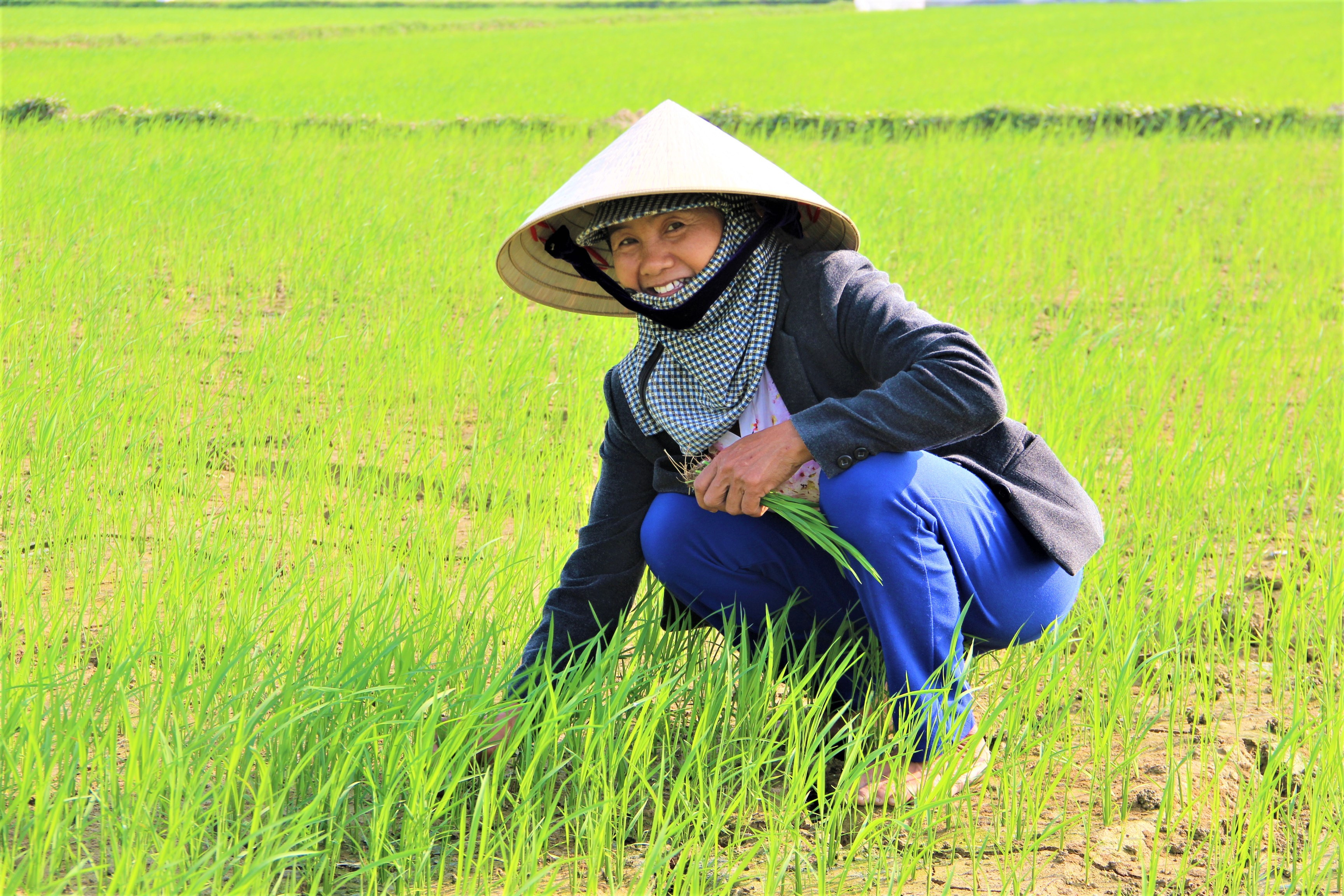 Bà Lê Thị Phượng, xóm mậu 2, xã Kim Liên (Nam Đàn) ra đồng chăm sóc lúa từ ngày mồng 3 Tết. Ảnh: Quang An