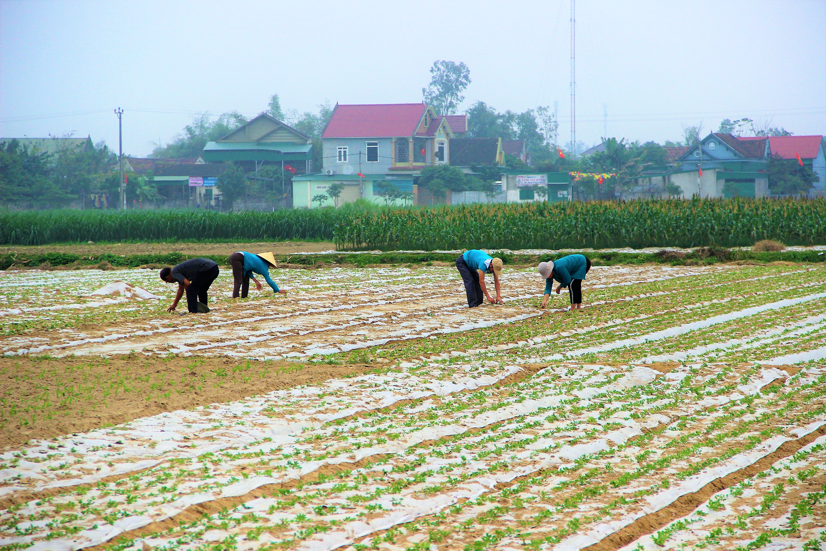 Nông dân xã Nghi Long, huyện Nghi Lộc chăm sóc lạc Xuân. Ảnh: Quang An
