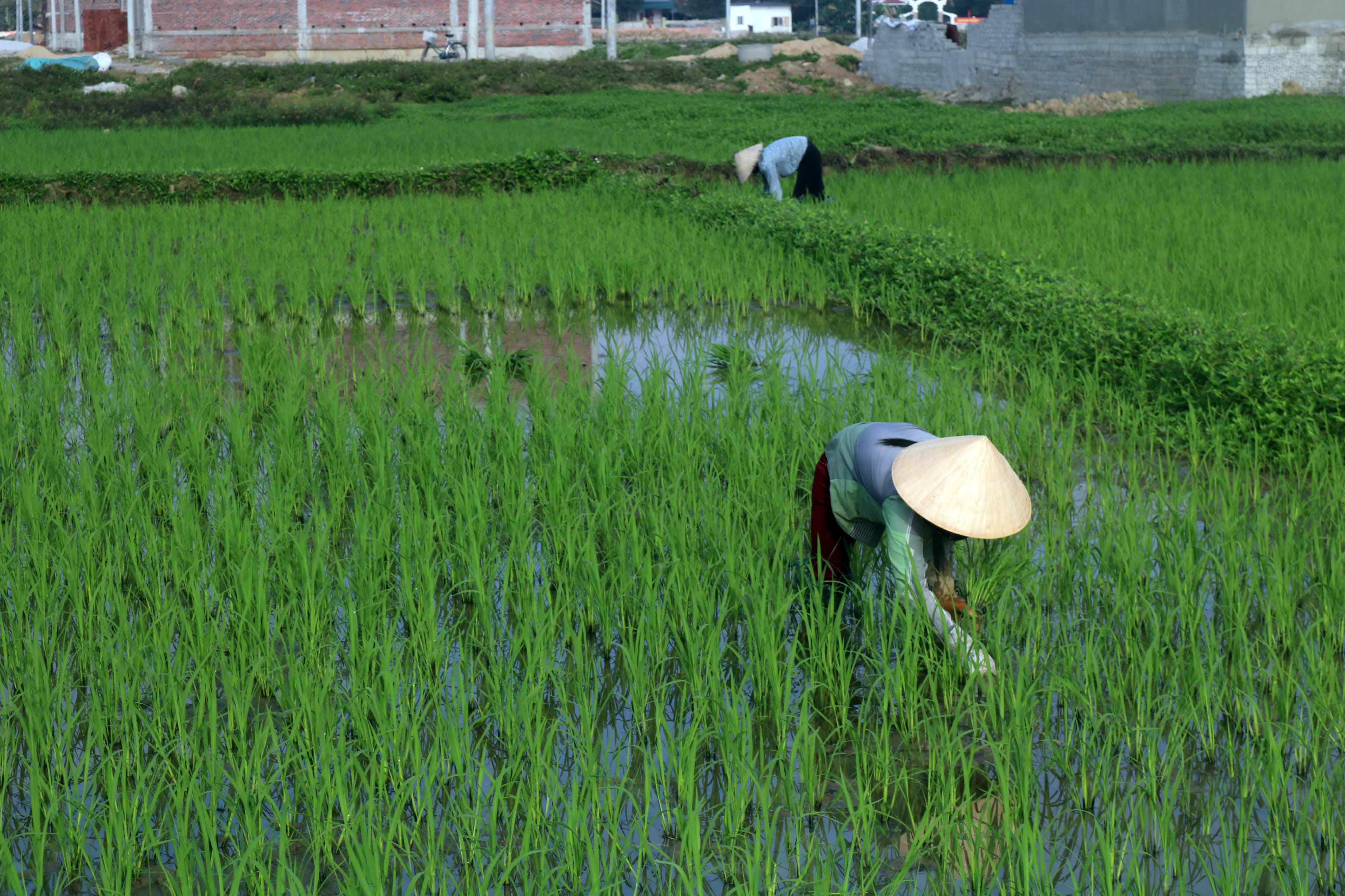 Nông dân Quỳnh Lưu xuống đồng cấy dắm lúa xuân. Ảnh: Thanh Toàn