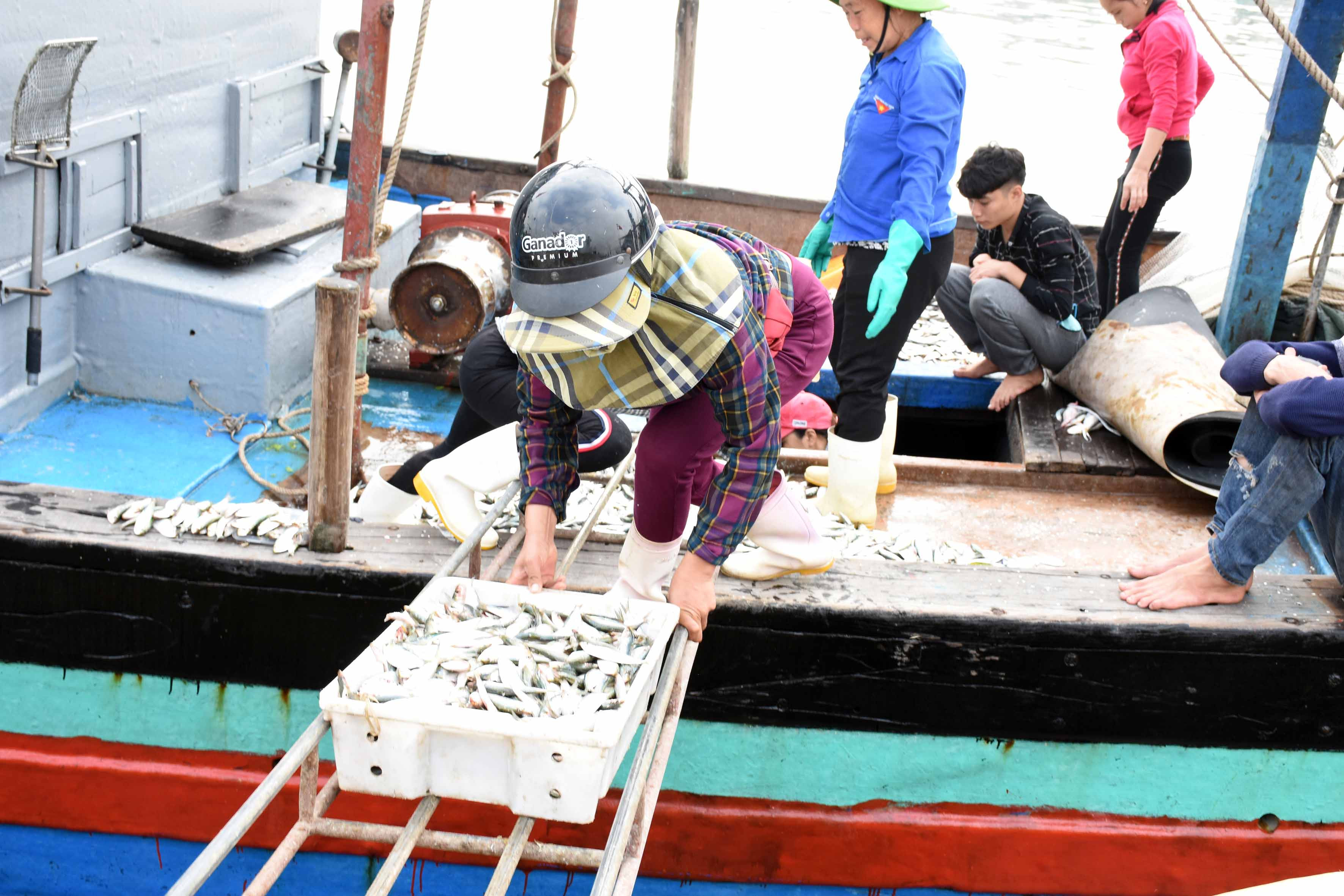 Ngư dân vận chuyển cá từ tàu thuyền vào cảng. Ảnh: Thanh Yên