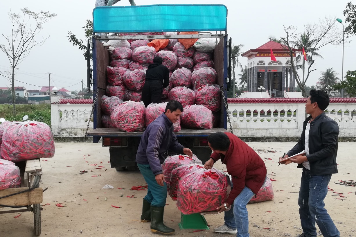 Doanh nghiệp về tận ruộng thu hoạch ớt cho bà con nông dân