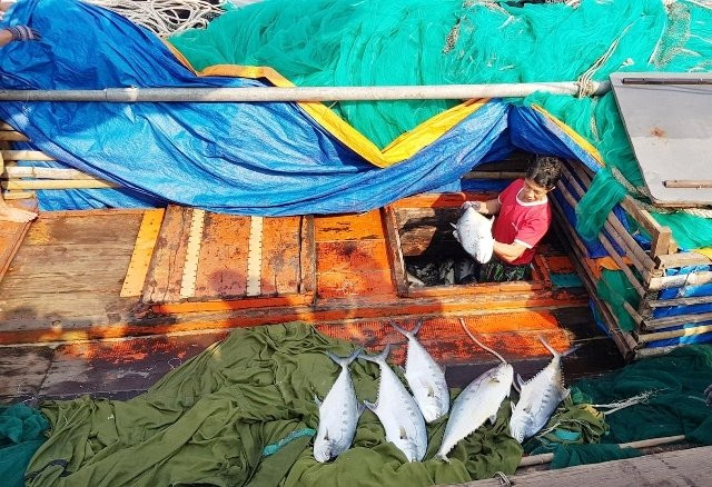 Những con cá bè vàng đầu tiên do tàu Lê Văn Viện đắt bắt được đưa vào bờ.