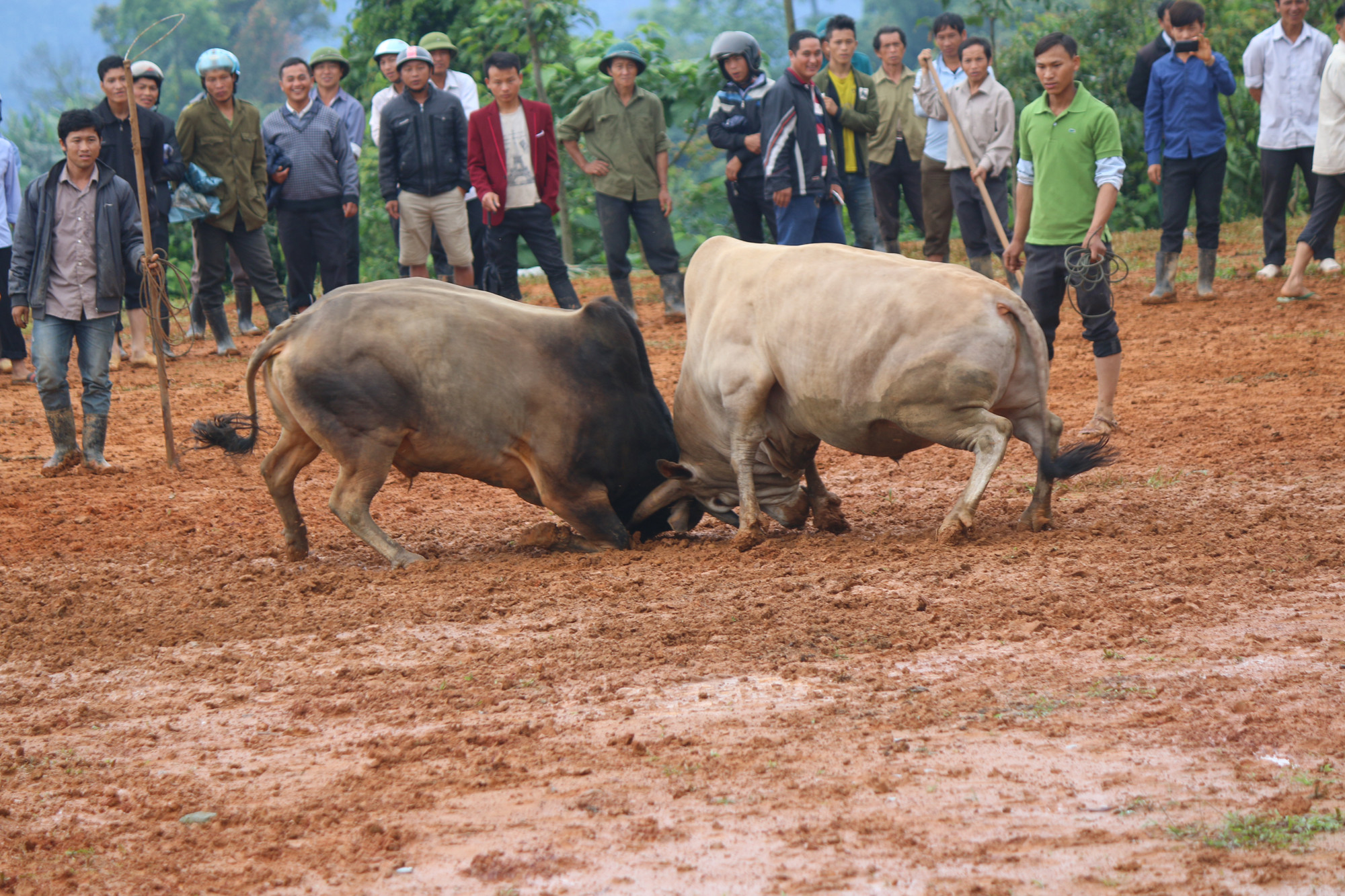 Hội chọi bò đầu năm ở xã Mường Lống. Ảnh: Đào Thọ