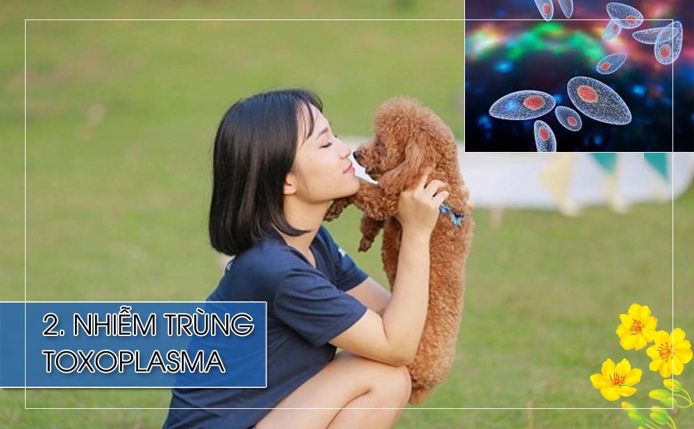 Các loài chim, chó, lợn là nơi cư ngụ của rất nhiều ký sinh đơn bào toxoplasma. Khi người bị nhiễm trùng toxoplasma thường xuất hiện các triệu chứng: choán chỗ hệ thần kinh trung ương, viêm võng mạc màng mạch, viêm phổi, viêm cơ tim…