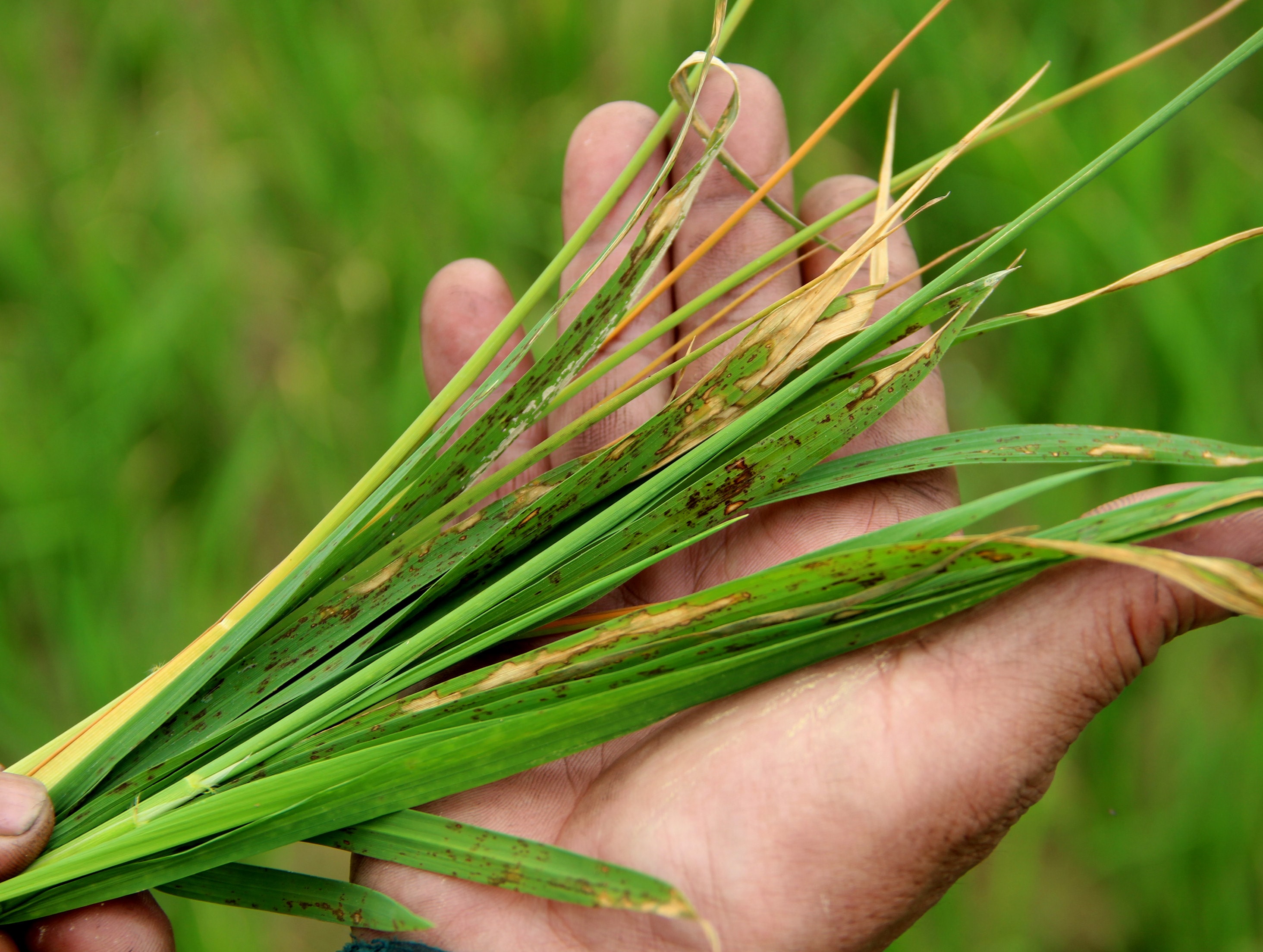 Bệnh đạo ôn lúa đang phát triển nhanh trên một số cánh đồng lúa xuân ở các địa phương. Ảnh: Quang An 