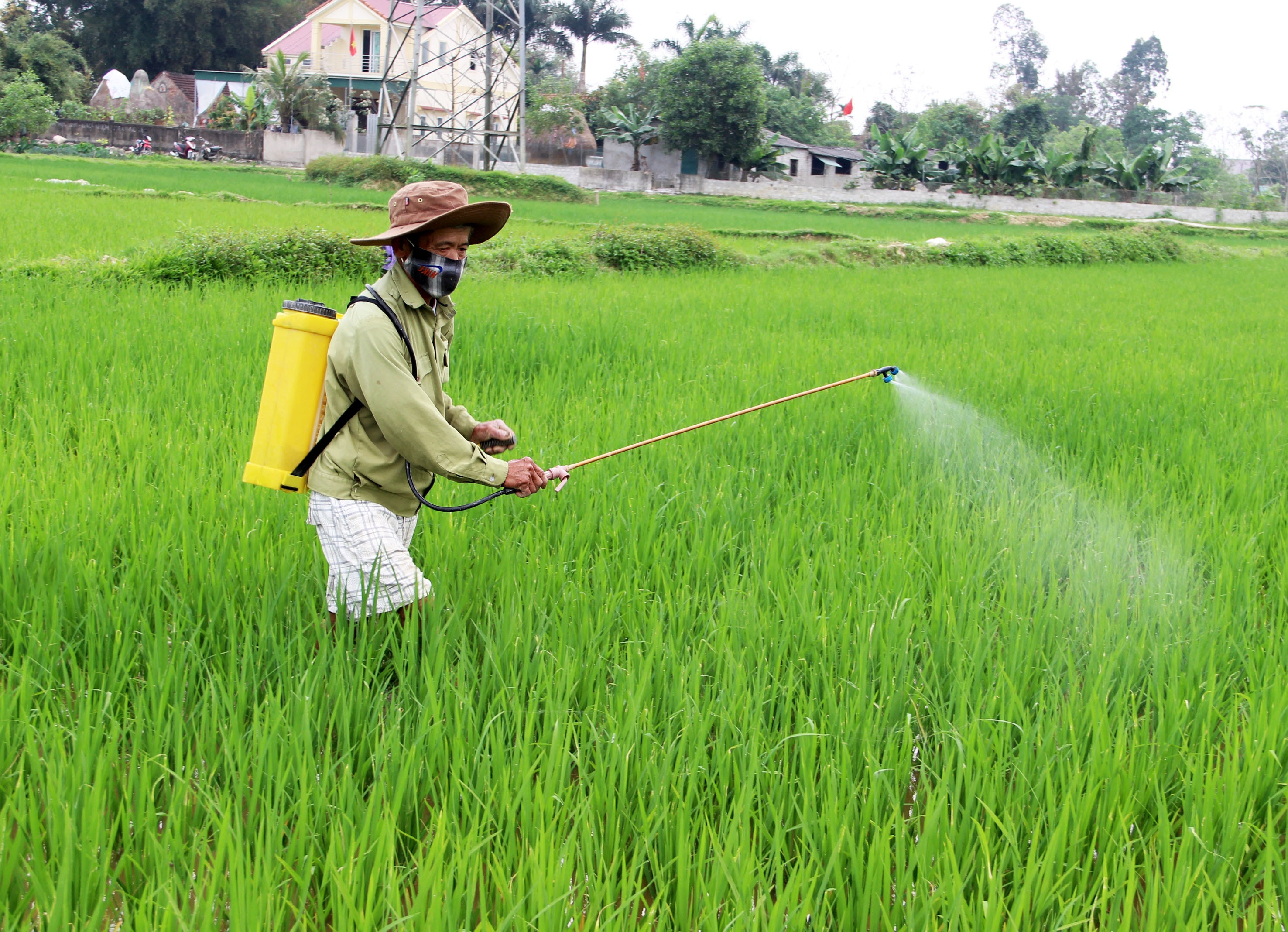 Nông dân xã Hưng .... huyện Hưng Nguyên phun thuốc trừ bệnh đạo ôn lúa. Ảnh: Quang An