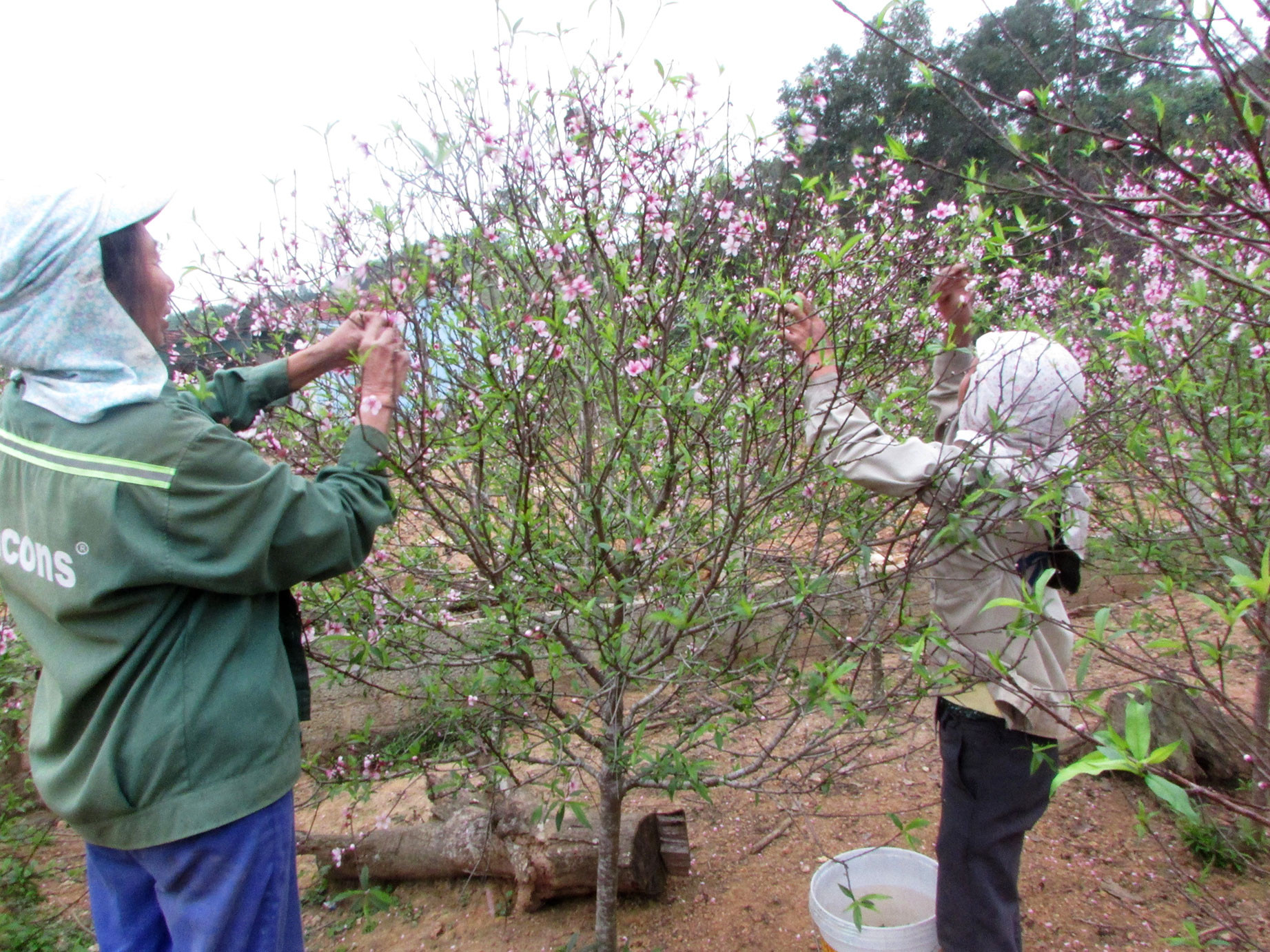  Những ngày đầu xuân, nông dân Kim Thành  tập trung cắt tỉa, chăm sóc cây đào để có thêm  nguồn thu nhập cho những Tết năm sau. Ảnh: Thái Hồng 