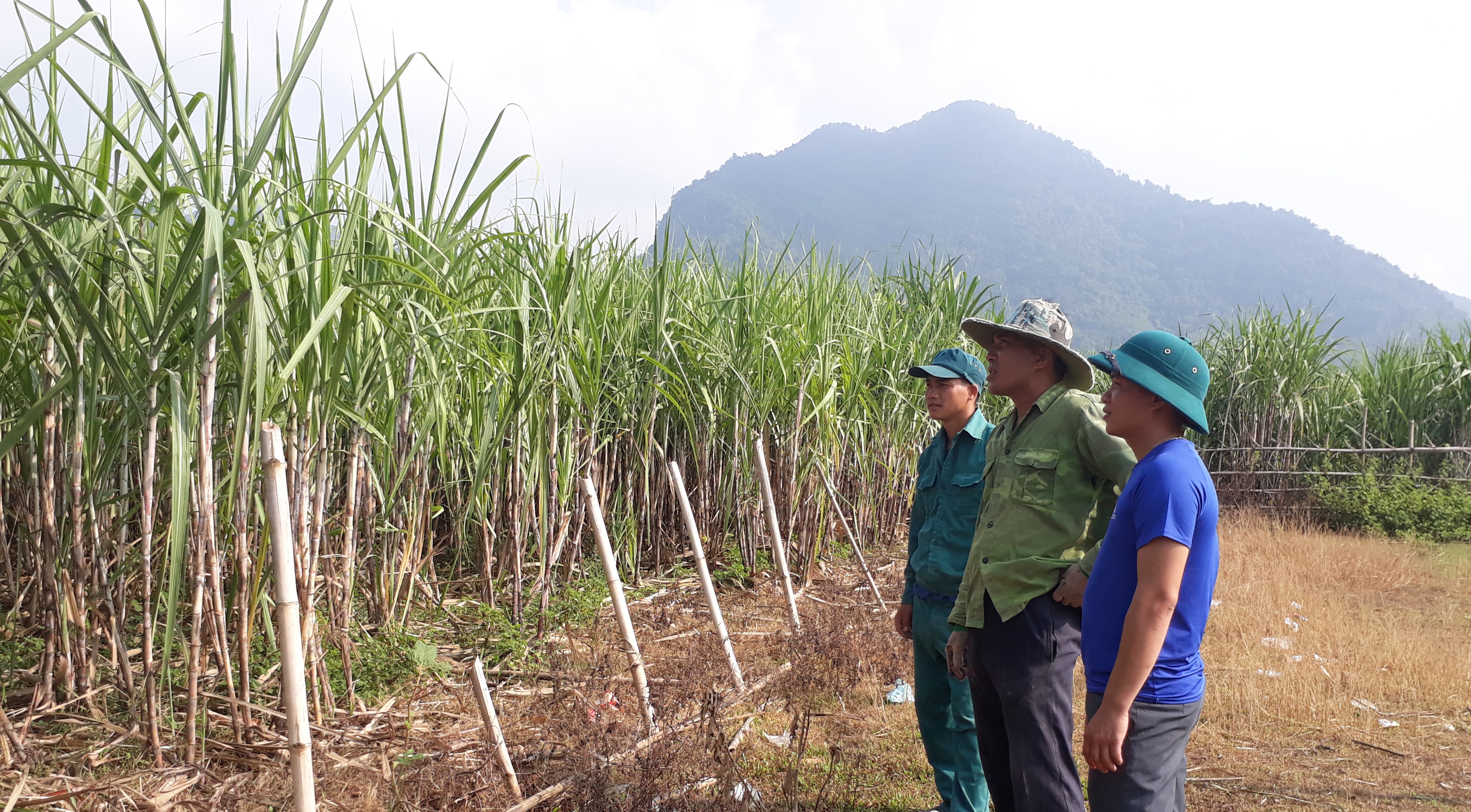 Trưởng bản Lô Văn Hùng (ngoài cùng, bên phải) cùng các hộ dân trong bản thăm cánh đồng mía sắp thu hoạch. Ảnh: Mỹ Nga