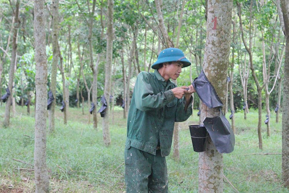 Cây cao su ở Thanh Đức, Thanh Chương của Công ty CP ĐTPT Cao su Nghệ An đã cho thu hoạch từ tháng 7/2018. Ảnh: Phú Hương