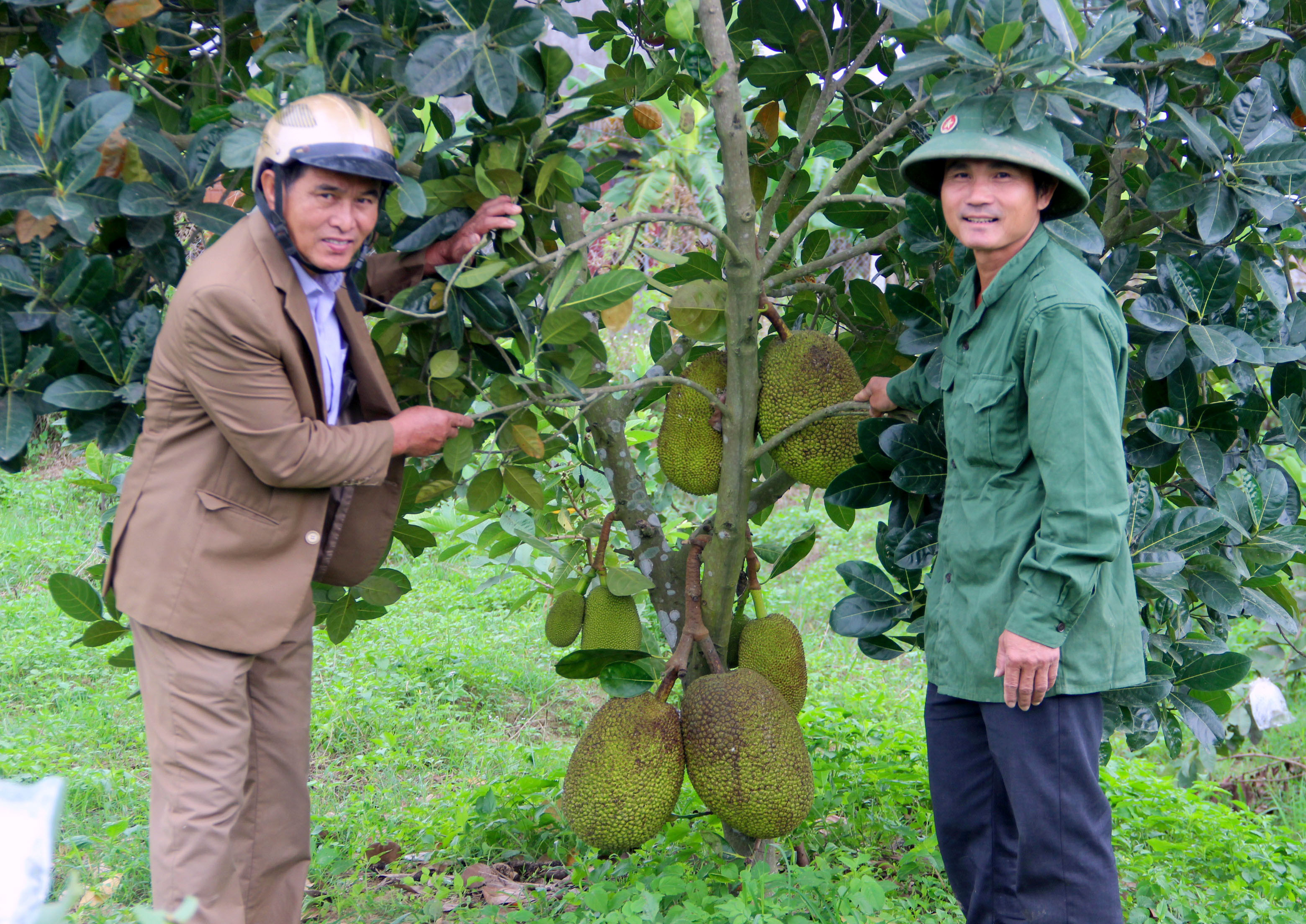 Mít Thái được trồng trên đất Nam Anh, huyện Nam Đàn. Ảnh: Quang An 