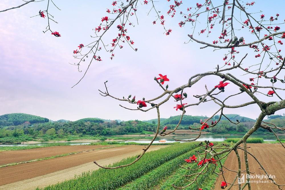 Mùa hoa gạo ven sông Lam. Ảnh tư liệu