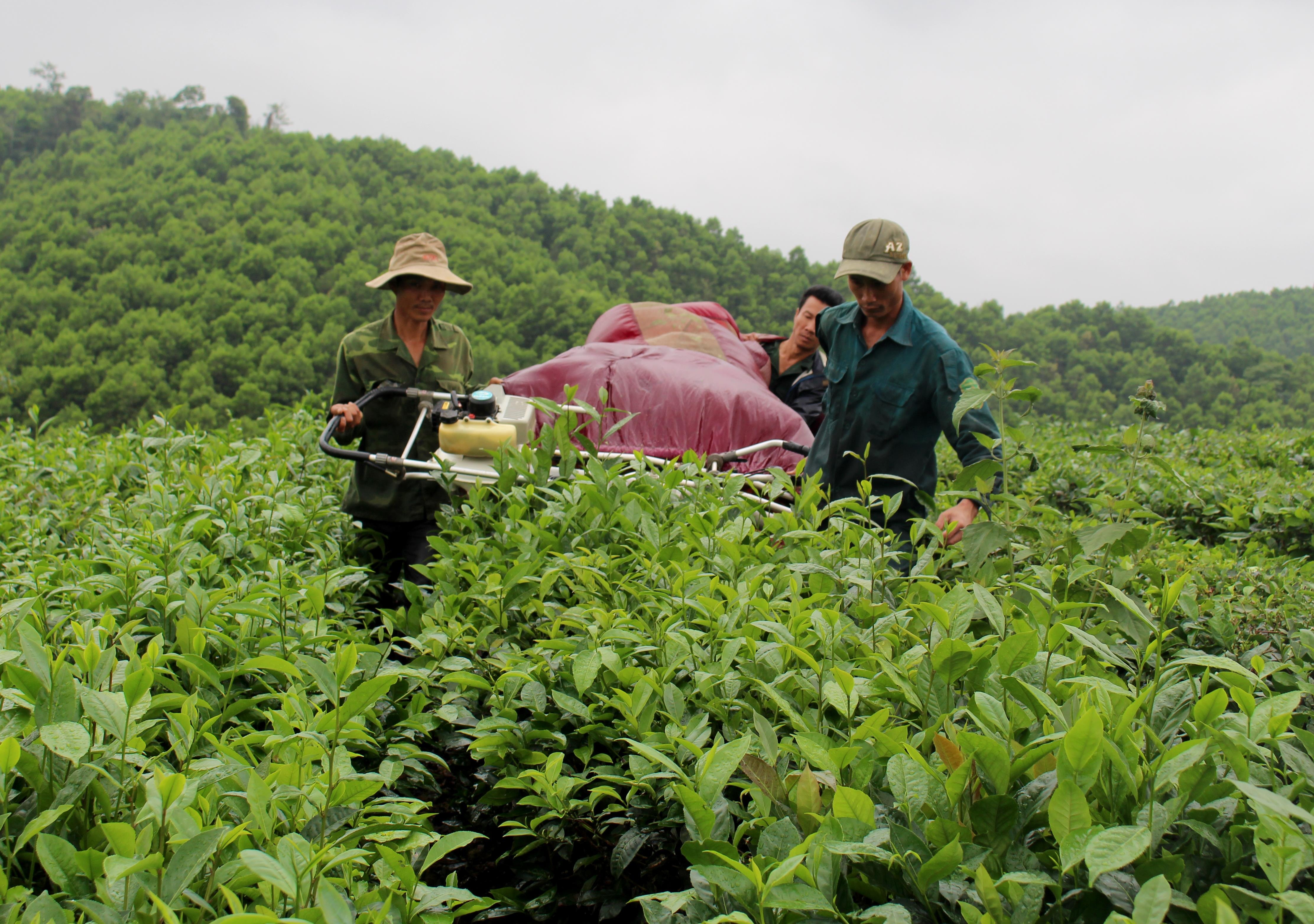 Nông dân Anh Sơn phấn khởi thu hoạch lứa chè xuân 