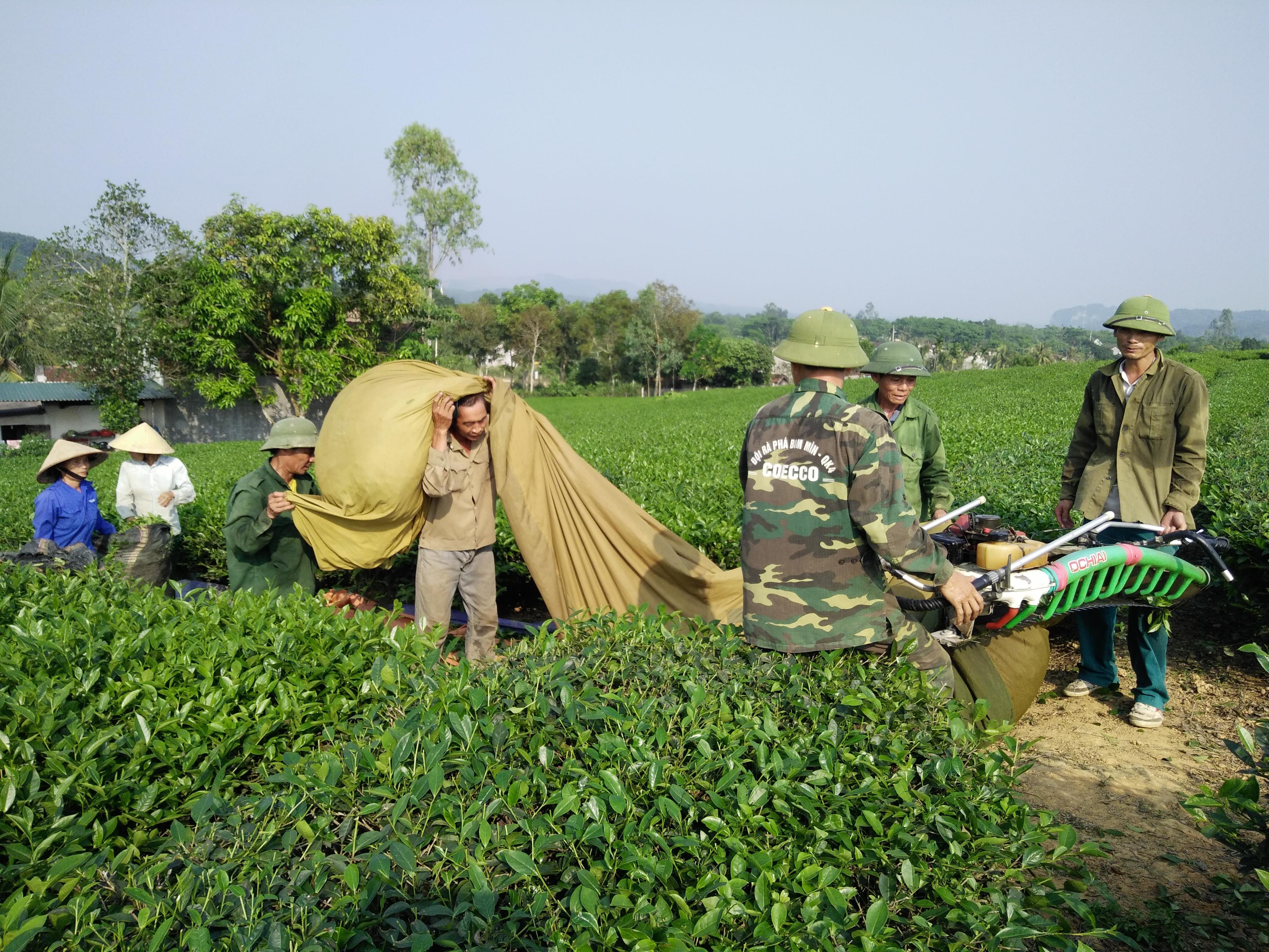 Người dân trồng chè ở huyện Anh Sơn thu hoạch chè xuân trong niềm vui được mùa, được giá. 
