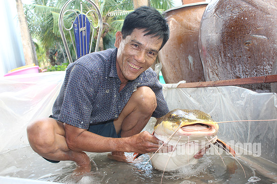 Ông Hồ Văn Chiến cầm trên tay con cá trê đuôi đỏ.