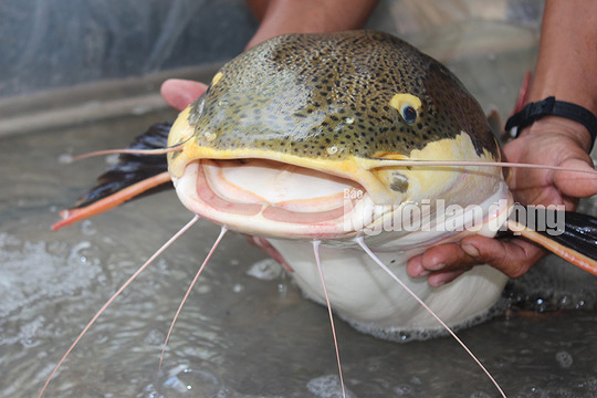 Cá này không có răng sắt nhọn nên phương thức săn mồi của chúng là hút và nuốt trọn con mồi.