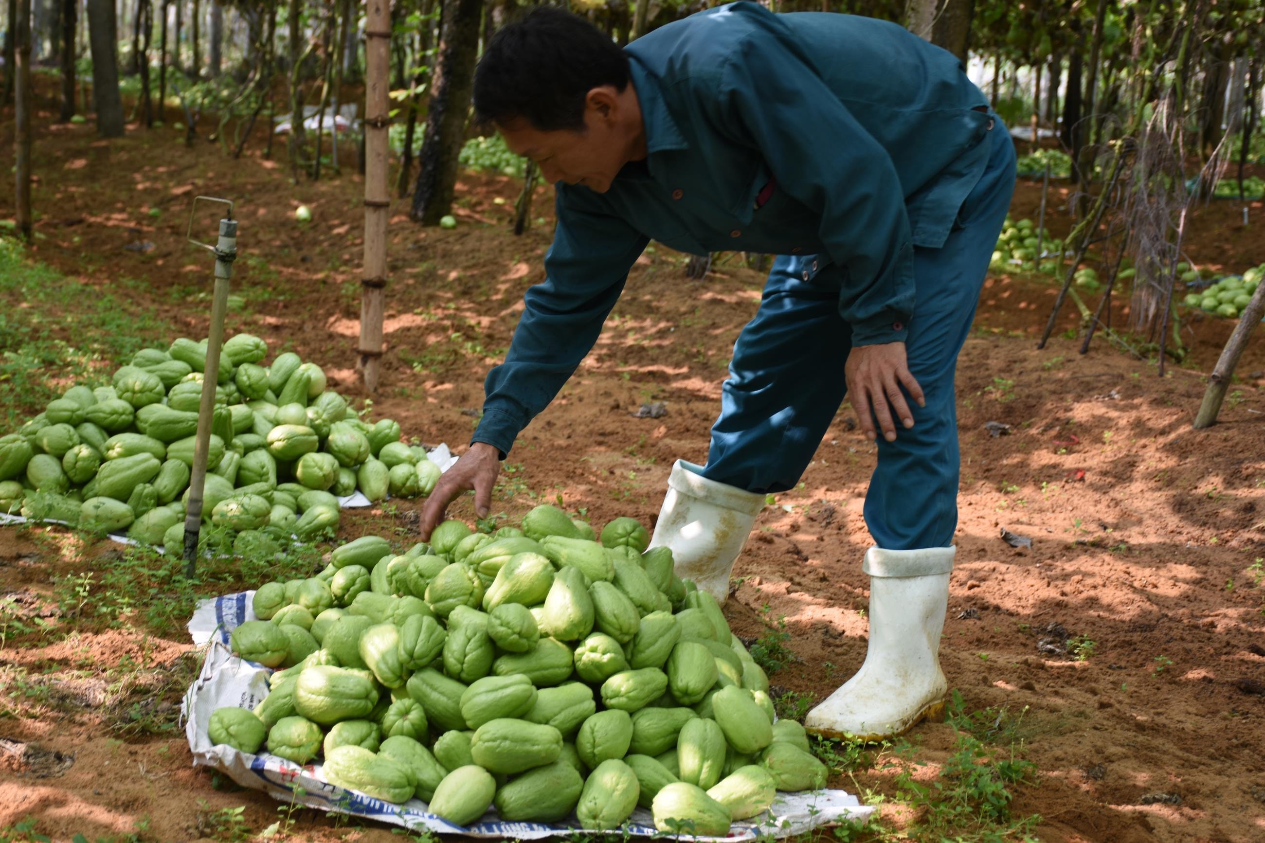 Su su rớt giá