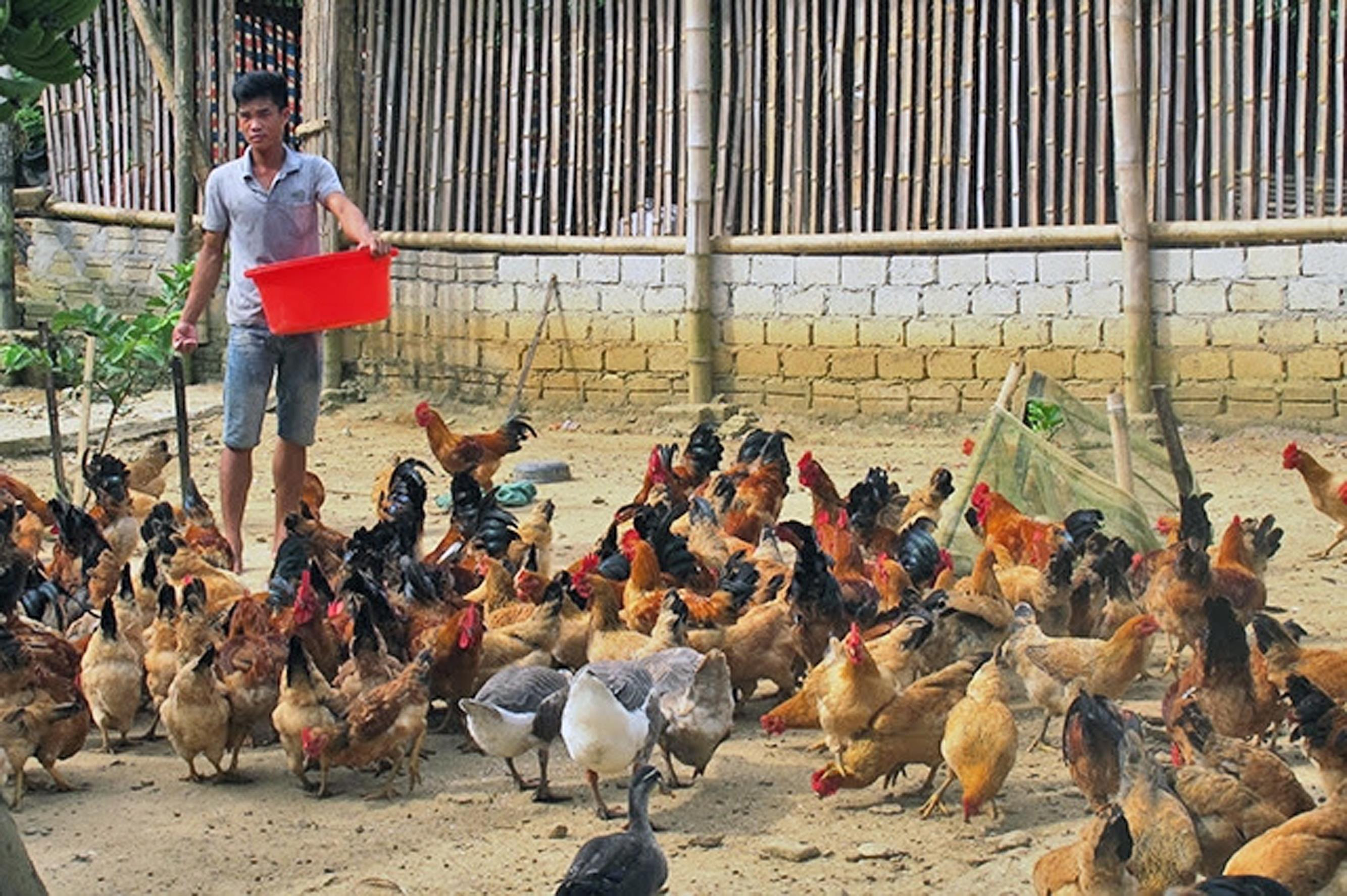 Trang trại chăn nuôi tổng hợp của anh Thái Hữu Trọng ở xã Quế Sơn (Quế Phong).  Ảnh: Việt Phương