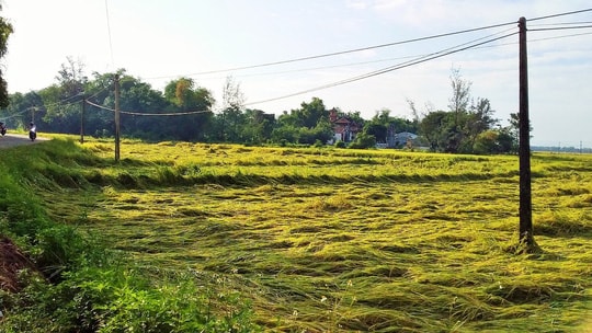 2 vợ chồng ông A gặp nạn khi kéo điện bẫy chuột (Ảnh minh họa)