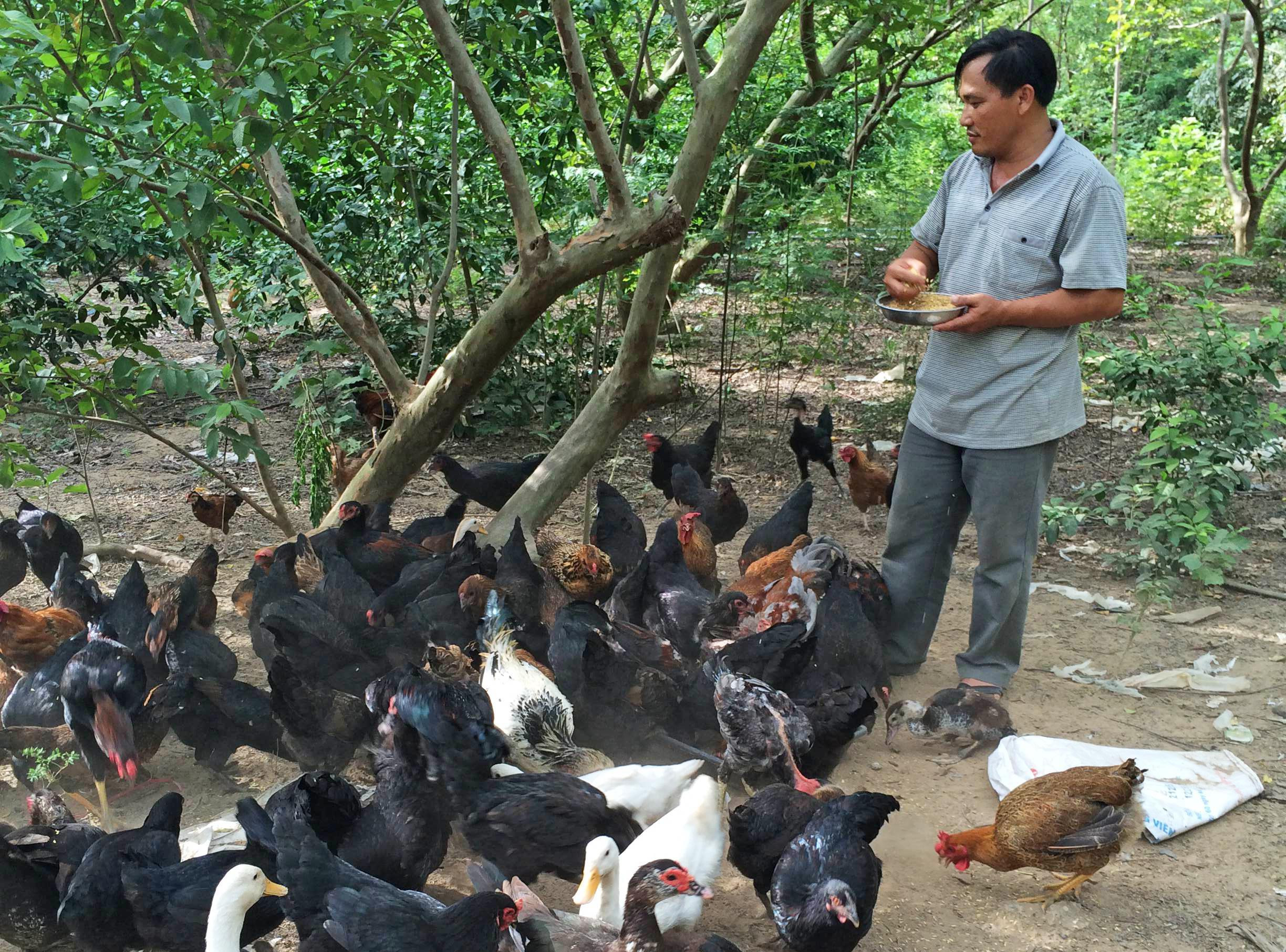 Trang trại chăn nuôi gà của gia đình anh Nguyễn Thanh Hải ở xã Nam Tân (Nam Đàn).