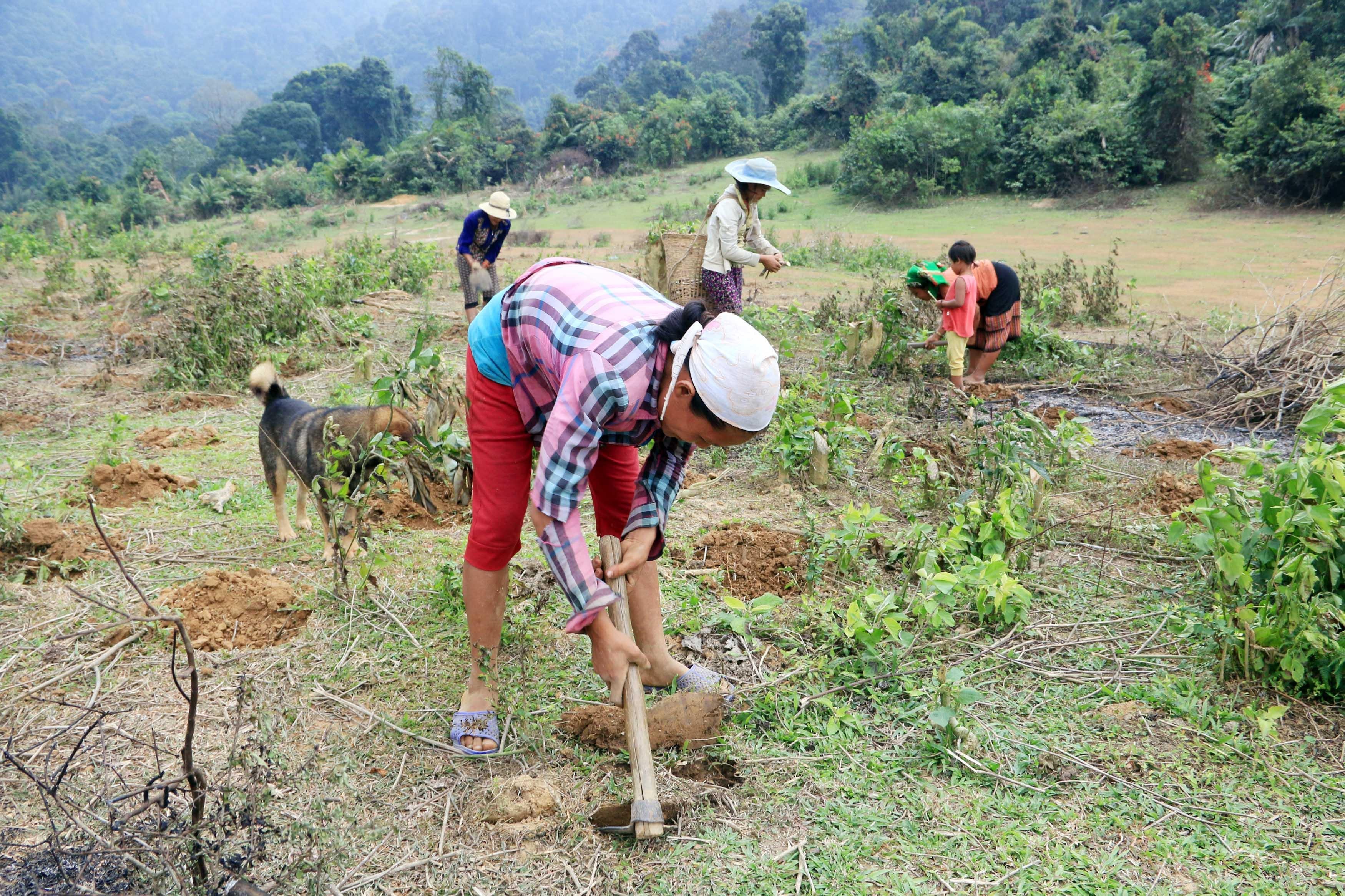 Những phụ nữ bản Búng trồng sắn trong buổi chiều muộn,. Cách đó khoảng 20km, người ta đang tổ chức meeting mừng ngày Quố tế phụ nữ. Ảnh : Hữu Vi