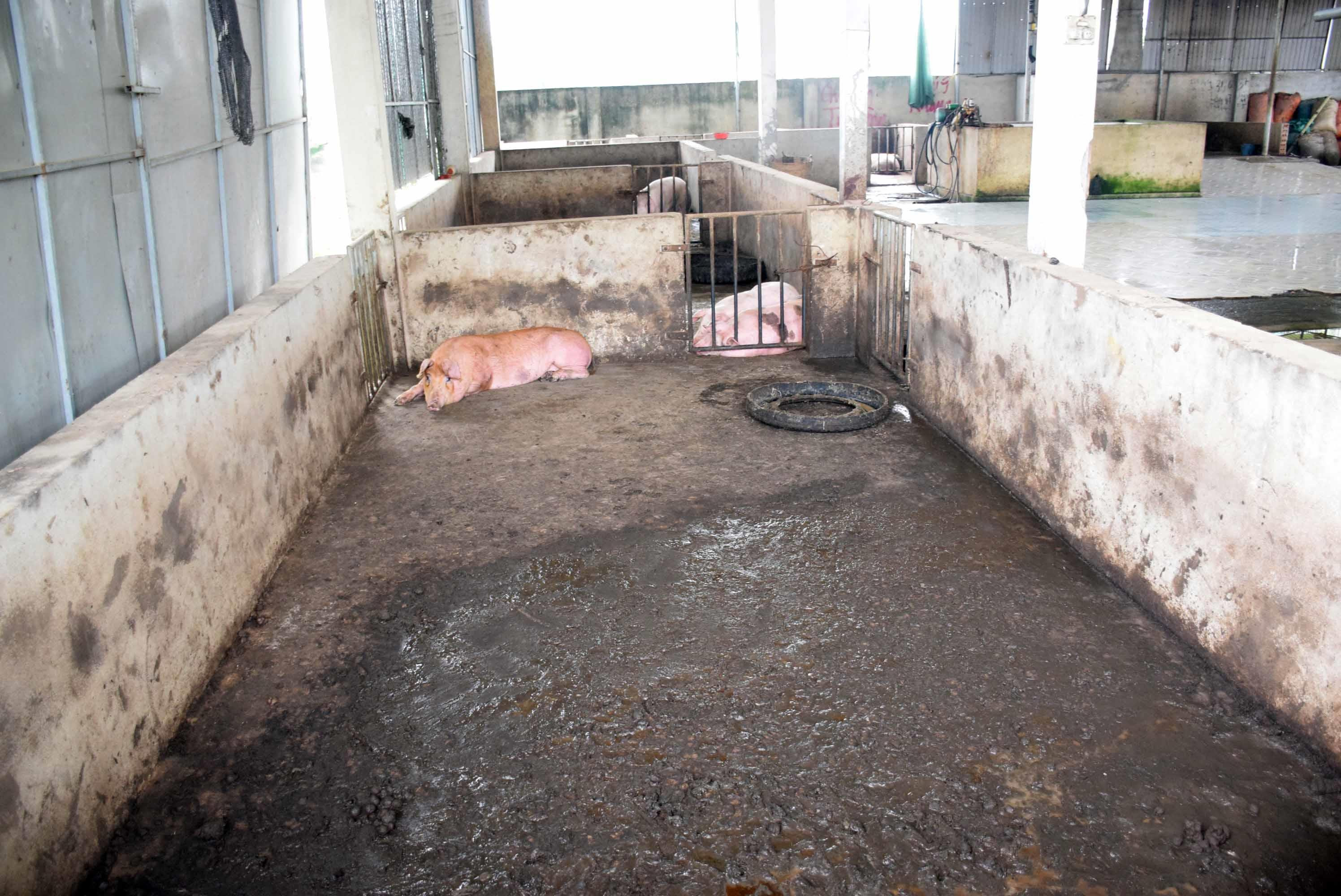 Khu vực nhốt lợn cũng không được vệ sinh thường xuyên. Ảnh: Xuân Hoàng