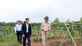 Chủ tịch UBND tỉnh thăm mô hình nông nghiệp thu nhập cao ở Đô Lương