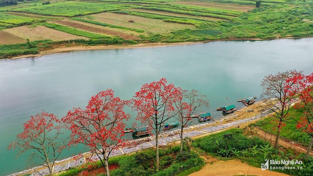 Tháng Ba - Mùa hoa gạo ven sông Lam. Ảnh tư liệu