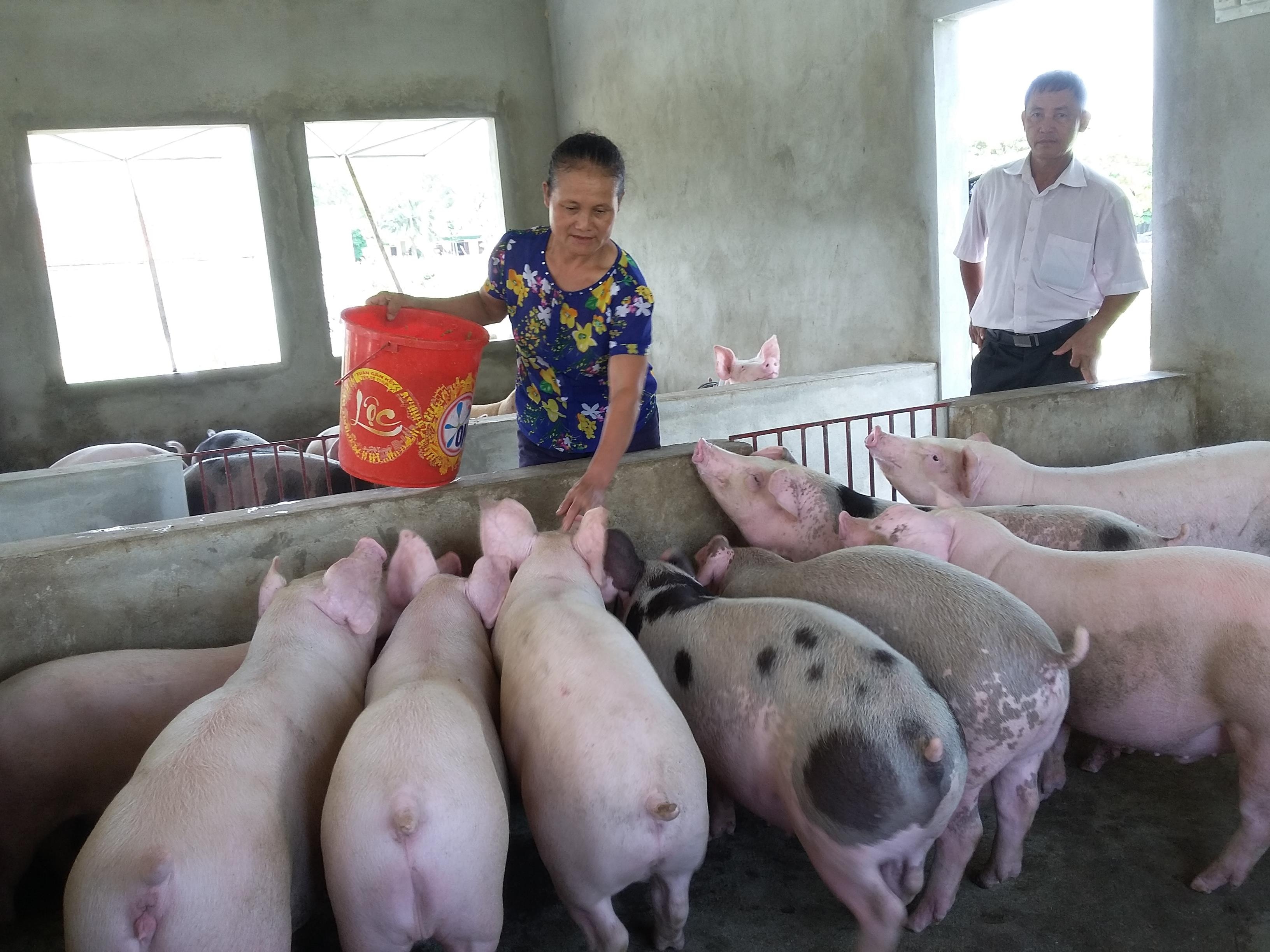 Các chủ trang trại ngoài sử dụng các giải pháp phòng dịch, còn chăm sóc tốt đàn lợn. Ảnh: Thu Hiền