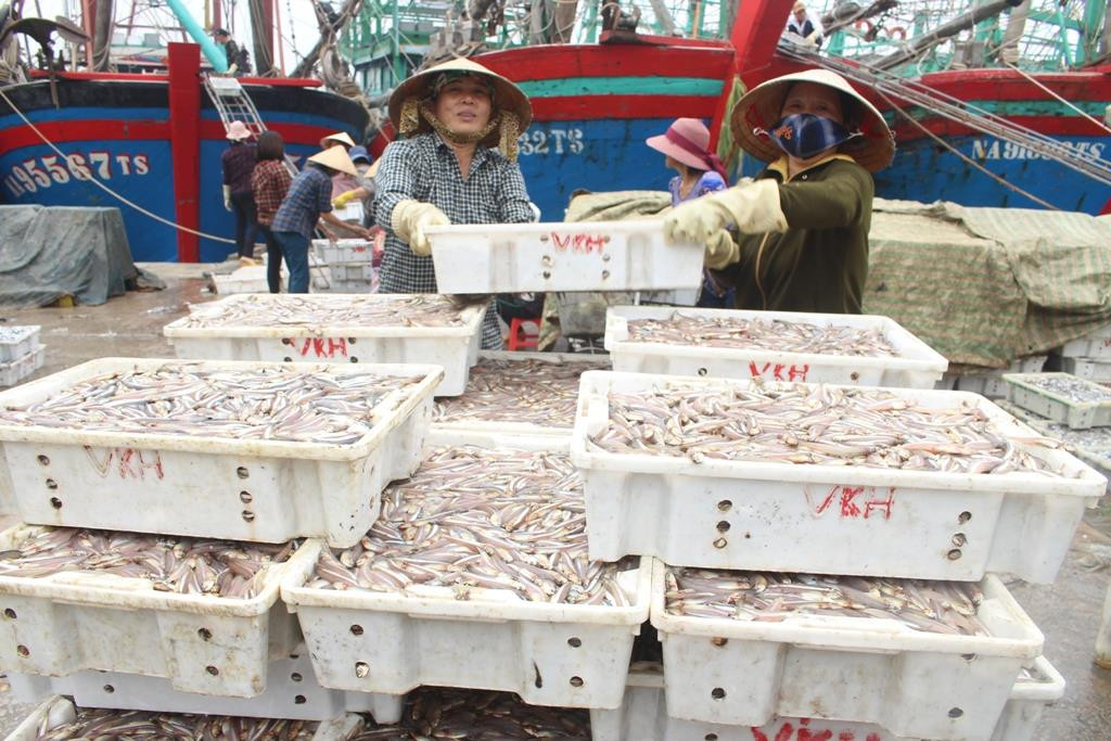 Thương lái thu mua hải sản tại cảng cá Lạch Quèn. Ảnh: Hồng Diện