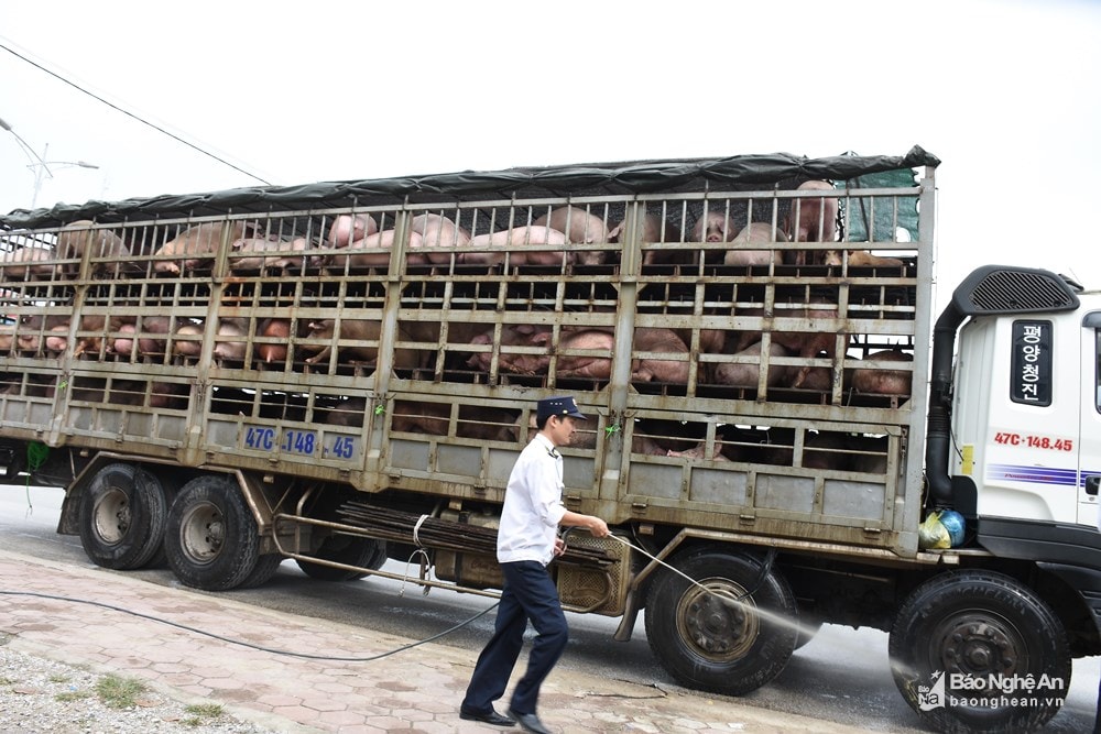Cán bộ Trạm Kiểm dịch động vật Bắc Nghệ An phun thuốc khử trùng các phương tiện vận chuyển lợn qua địa bàn TX Hoàng Mai. Ảnh: Thanh Yên