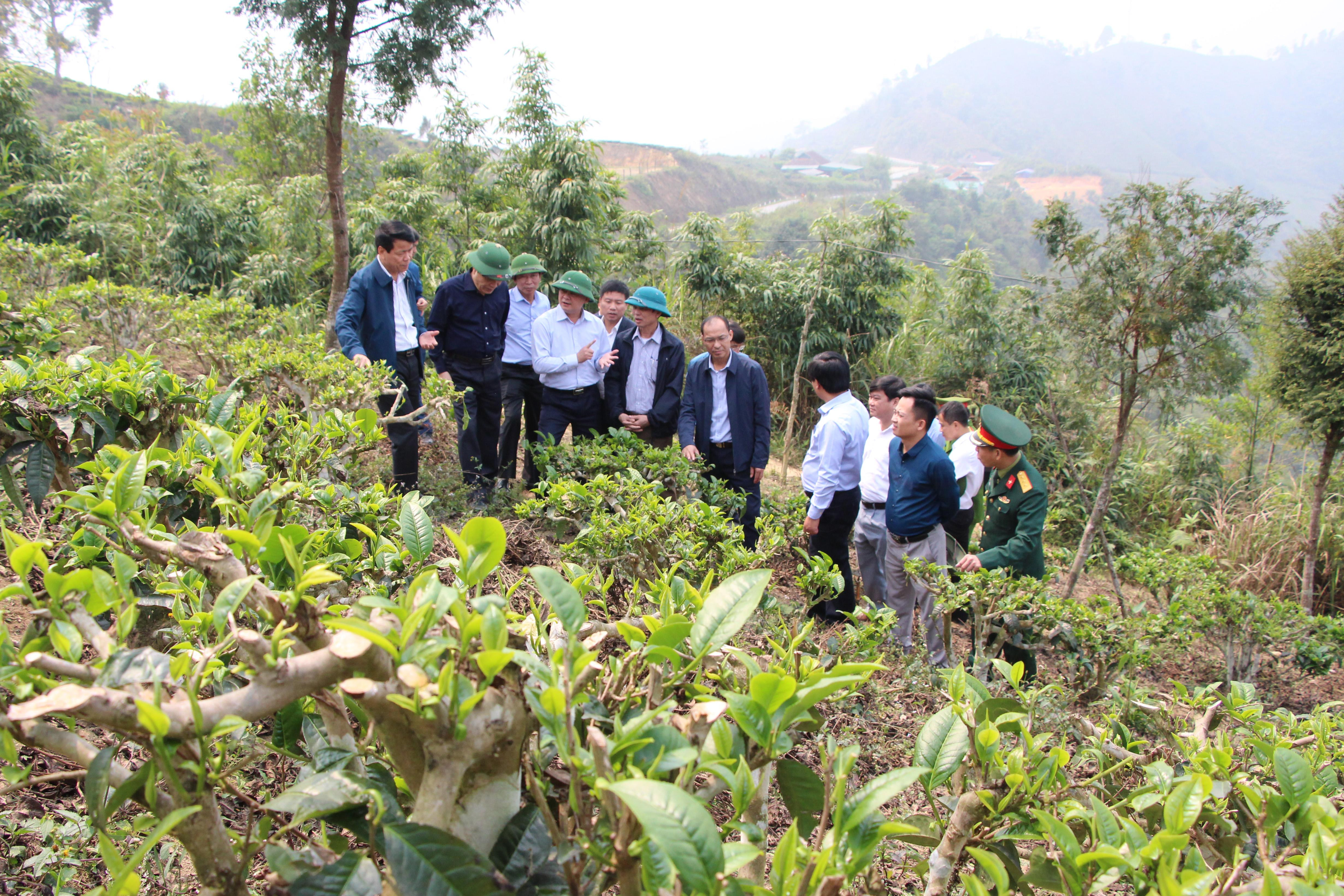 Cũng trong buổi sáng Chủ tịch UBND tỉnh Thái Thanh Quý đã đi thăm khu vực trồng chè tuyết shan của người dân bản Huồi Khả, xã Huồi Tụ. Ảnh: Đào Tuấn 
