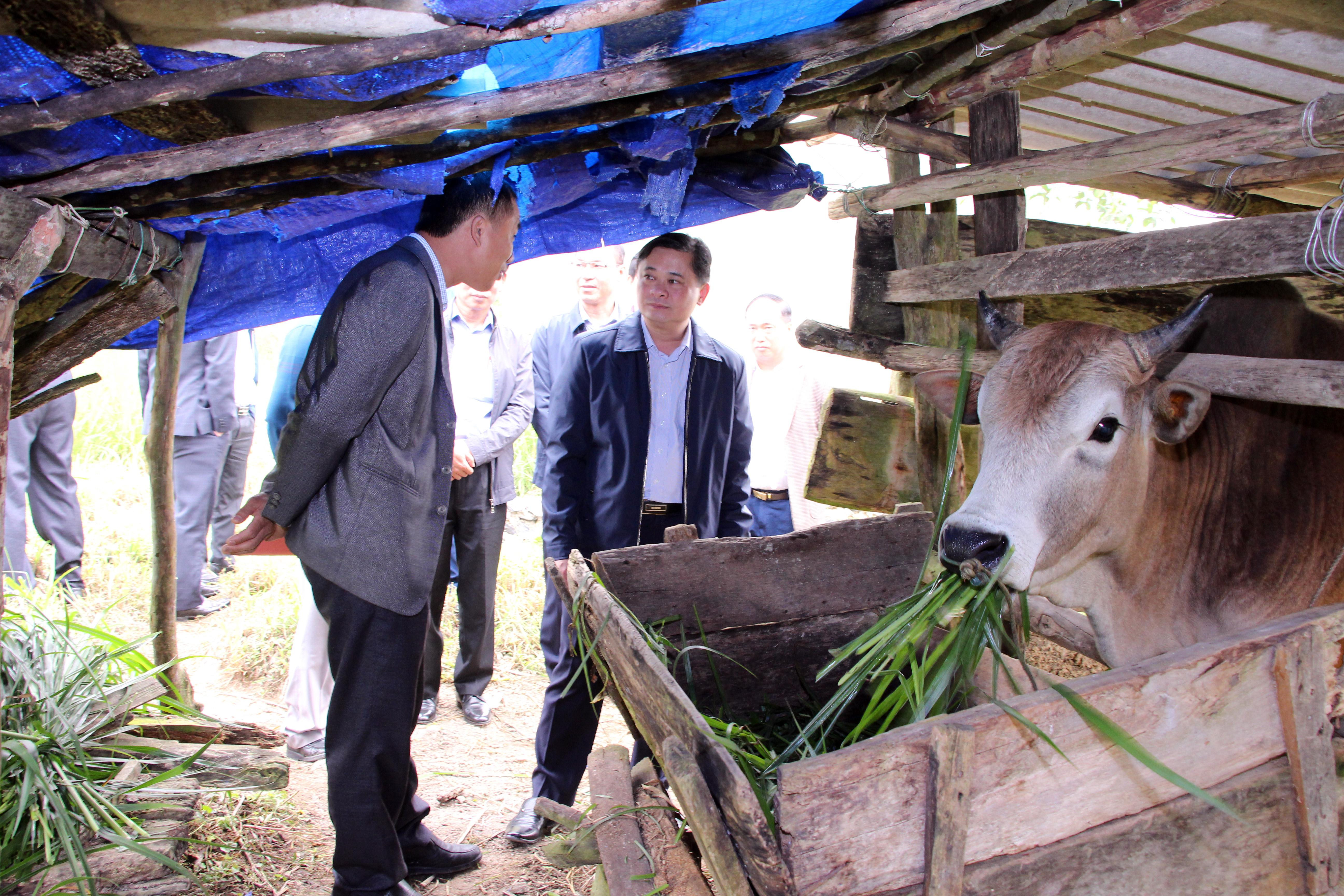 Chủ tịch UBND tỉnh Thái Thanh Quý đã đến thăm mô hình nuôi bò vỗ béo, trồng cỏ voi của gia đình ông Vừ Vả Dờ và ông Xồng Bá Phổng ở bản Mường Lống 1.