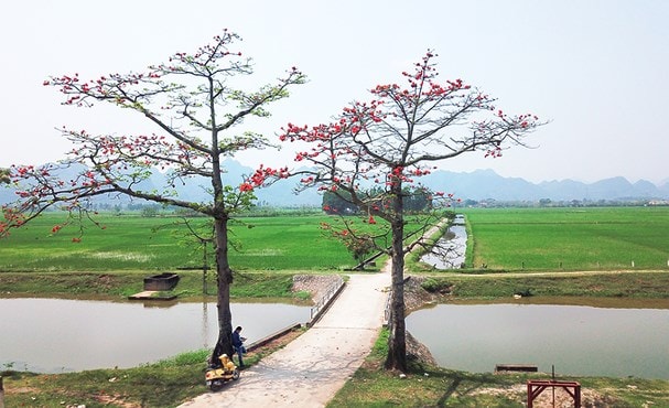 Hoa gạo tháng 3. Ảnh minh họa