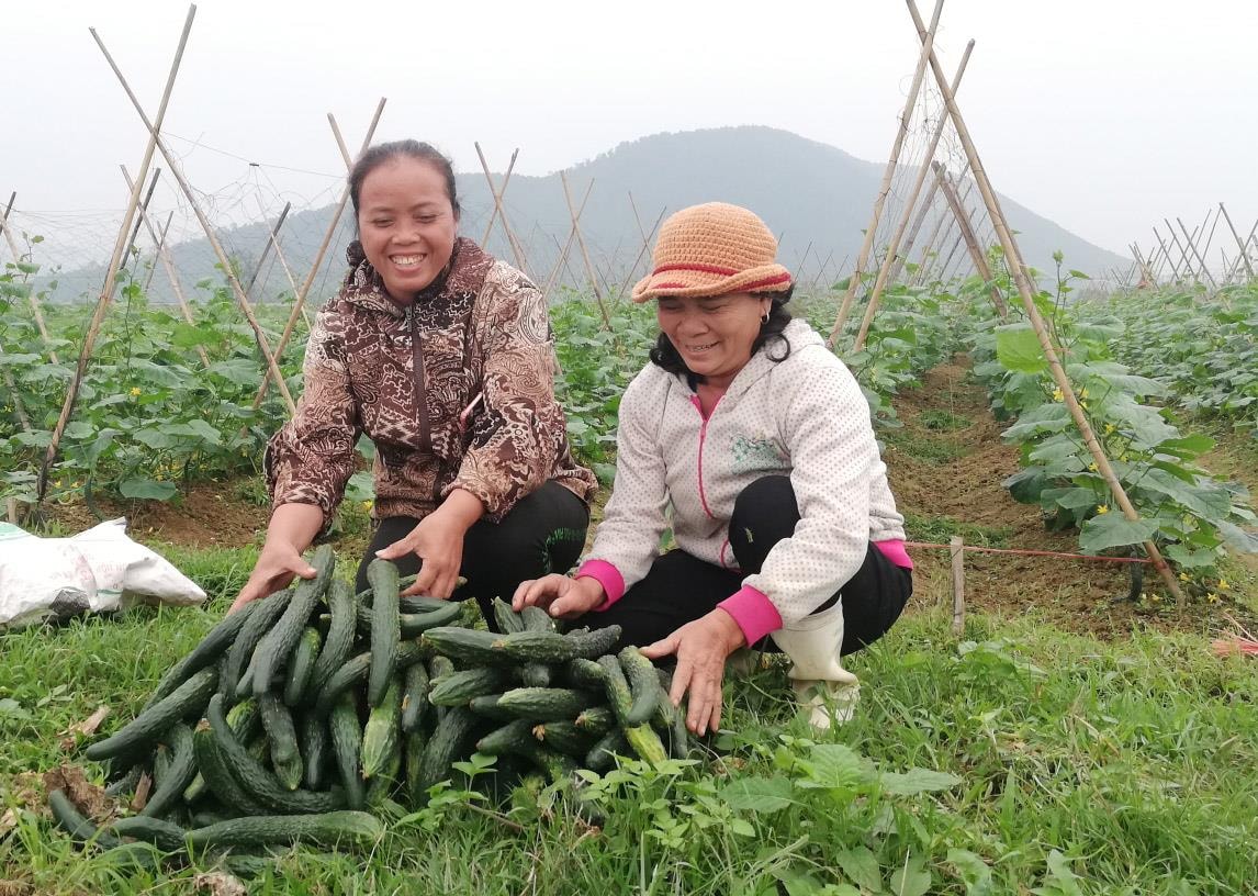 Nông dân Diễn Châu trồng dưa chuột Nhật