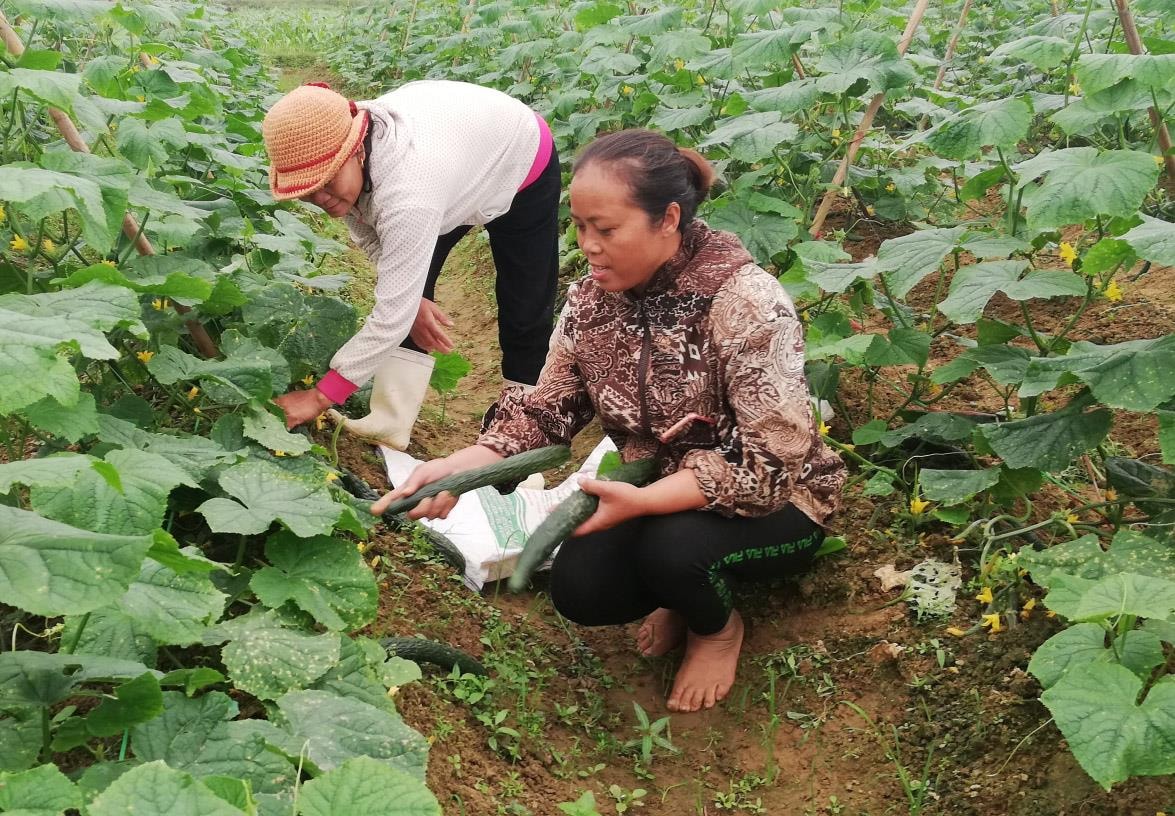 Nông dân Diễn Châu trồng dưa chuột Nhật