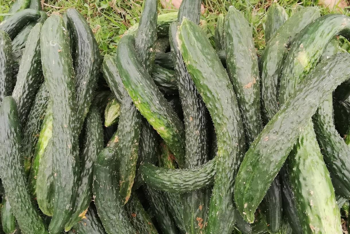 Nông dân Diễn Châu trồng dưa chuột Nhật