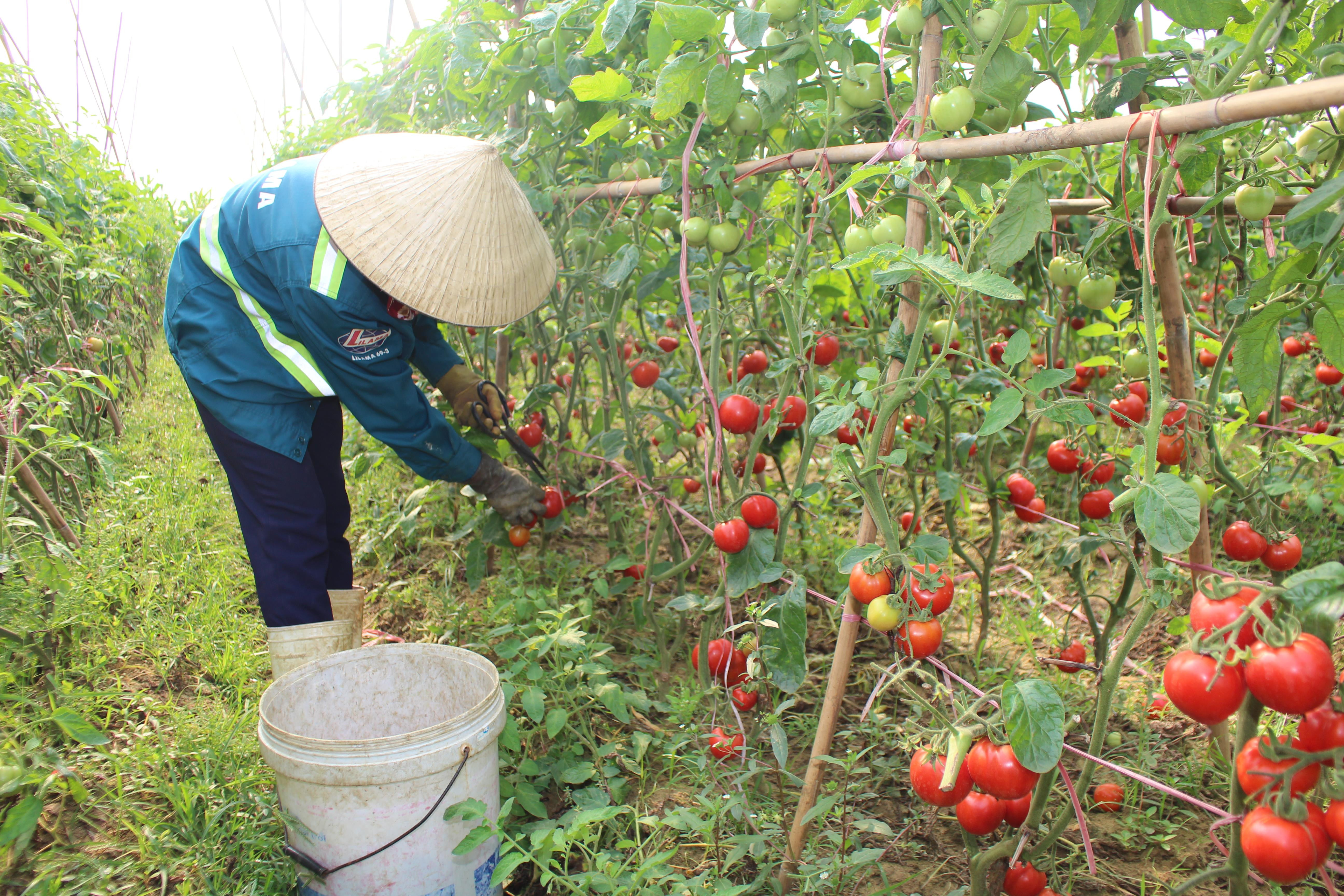 Quỳnh Lưu hành hoa cà chua giá tăng