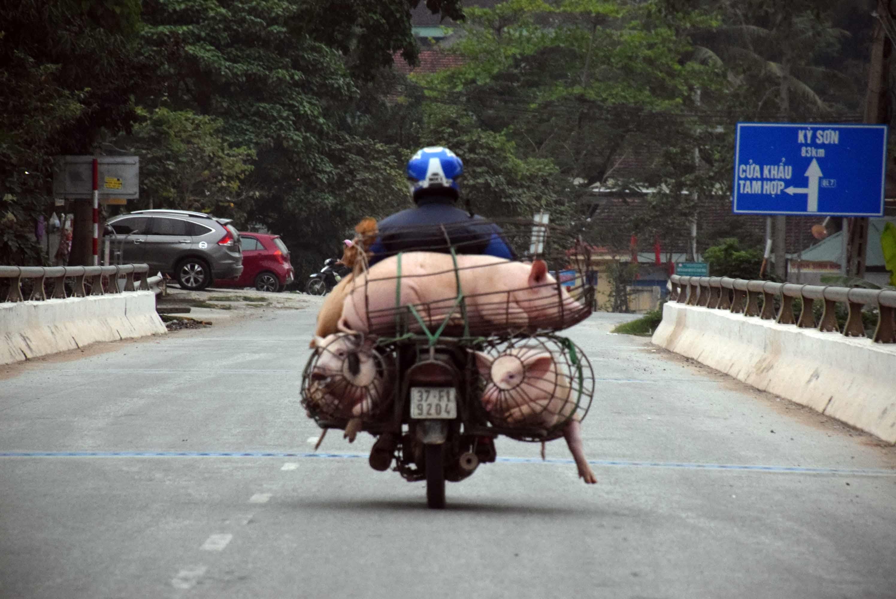 Lợn được lái buôn vận chuyển lên các huyện miền núi Tương Dương, Kỳ Sơn trên tuyến đường Quốc lộ 7. Ảnh: Xuân Hoàng