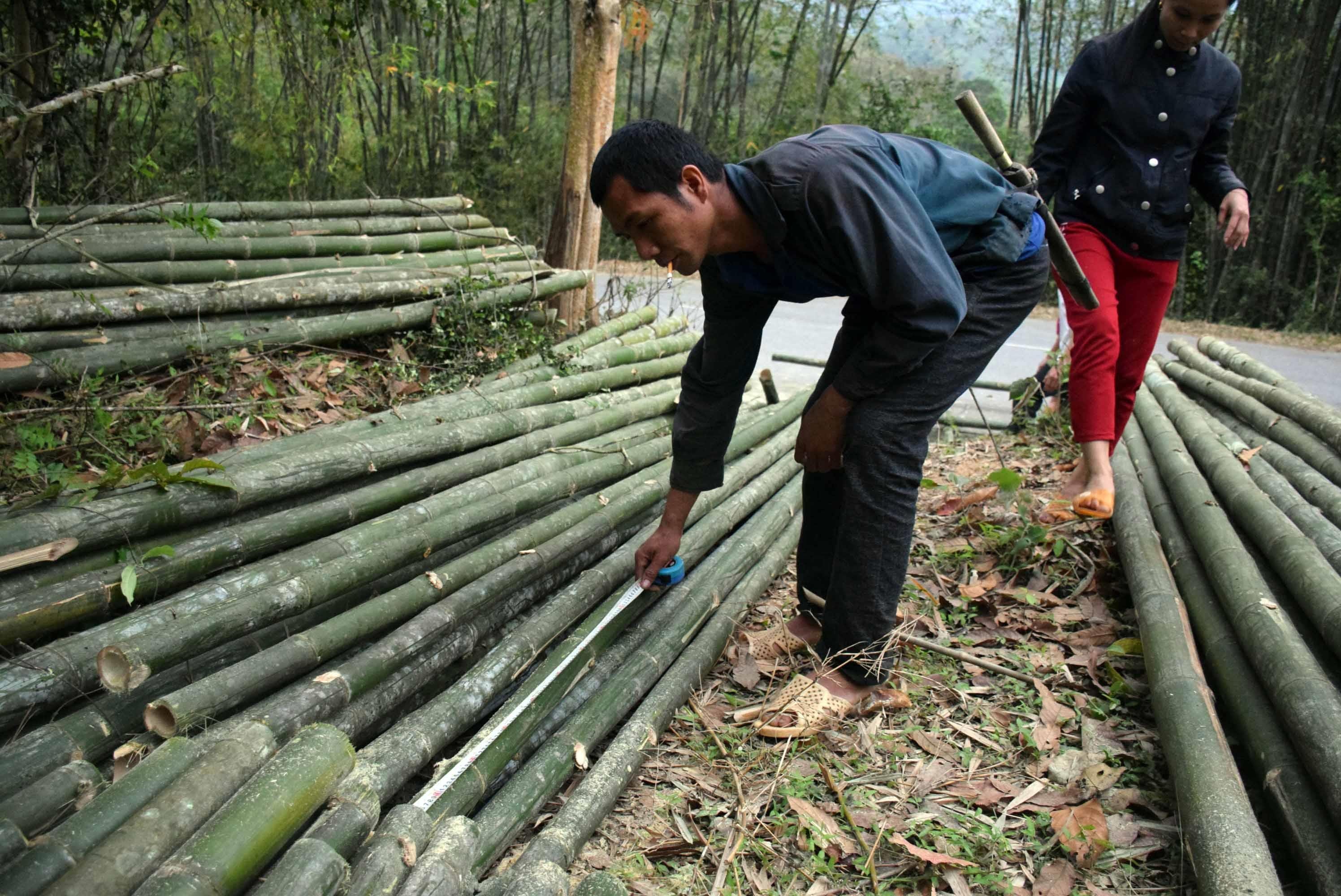 Ông Kha văn Bốn, bản Na tổng, xã Tam Thái, huyện Tương Dương đo chiều dài của cây mét theo đơn hàng của thương lái. Ảnh: Xuân Hoàng 