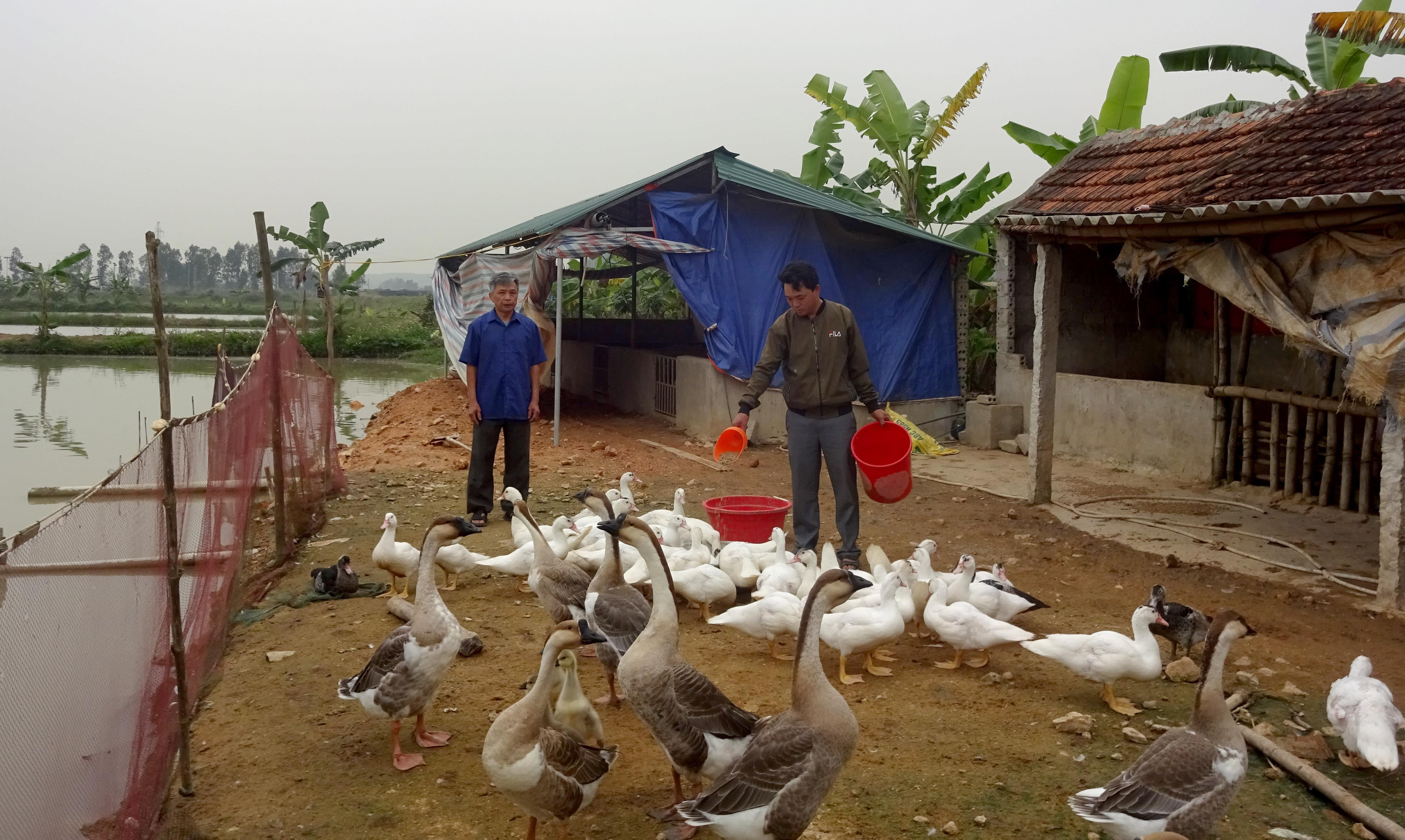 Trang trại chăn nuôi tổng hợp của gia đình anh Nguyễn Văn Thắng, xóm Dạ Sơn, xã Đô Thành, Yên Thành cho thu nhập 150 triệu đồng/năm