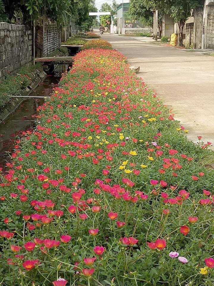 Hai bên đường làng ở Dạ Sơn được trồng những thảm hoa đẹp. Ảnh: Thái Dương