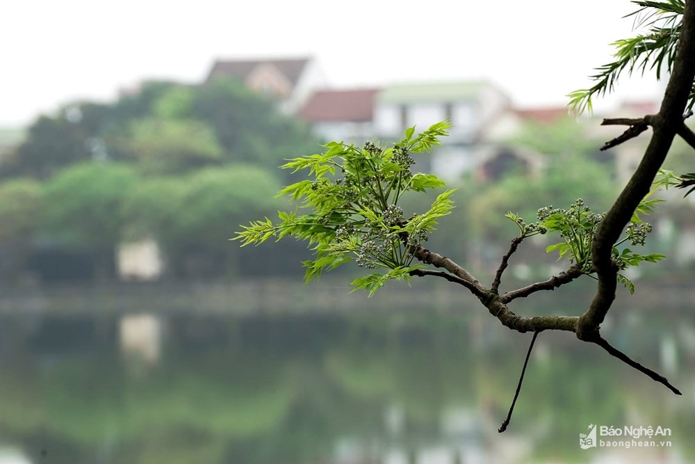 Những chuyển dịch của mùa Xuân. Ảnh tư liệu: Trung Hà