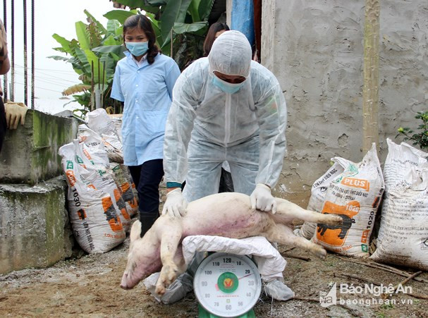Theo thống kê mới nhất của Bộ Nông nghiệp và Phát triển nông thôn, từ ngày 1/2 đến 14/3/2019, bệnh dịch tả lợn châu Phi đã xảy ra tại 221 xã, 52 huyện của 17 tỉnh, thành phố; tổng số lợn mắc bệnh và tiêu hủy đã lên đến 23.442 con.