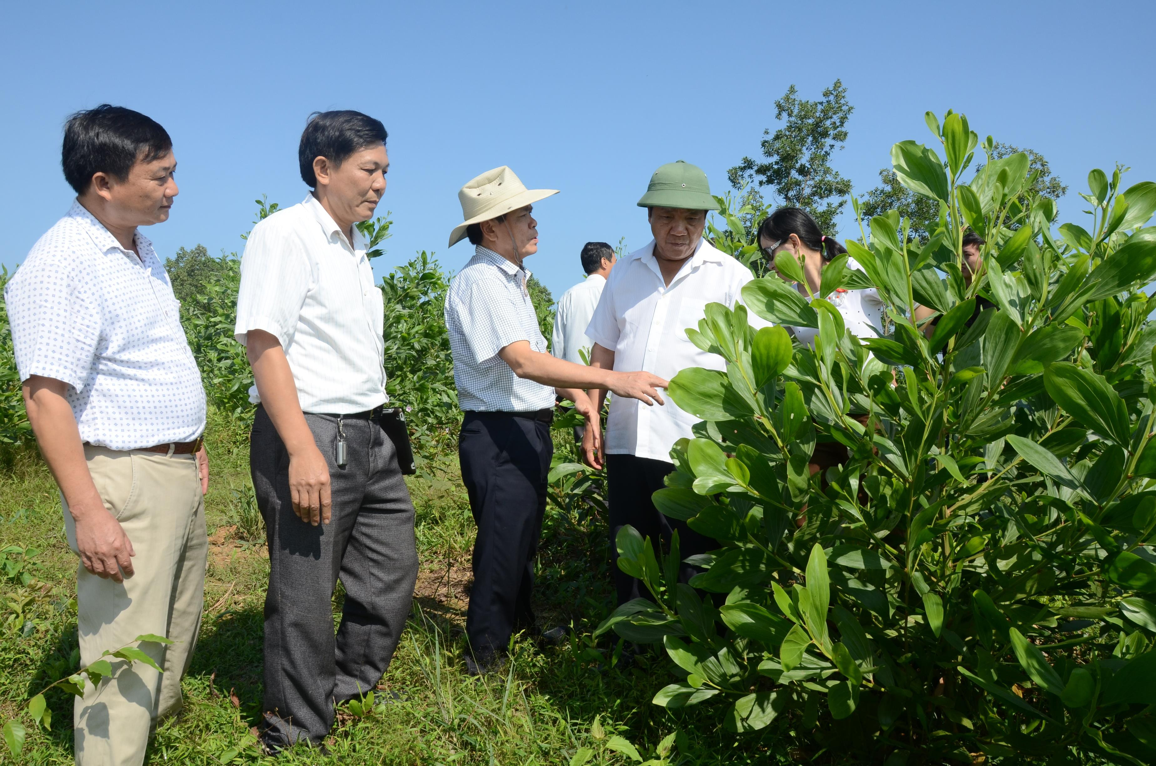 Sở Nông nghiệp và phát triển nông thôn kiểm tra trồng rừng ở huyện Yên Thành. Ảnh: Thanh Lê