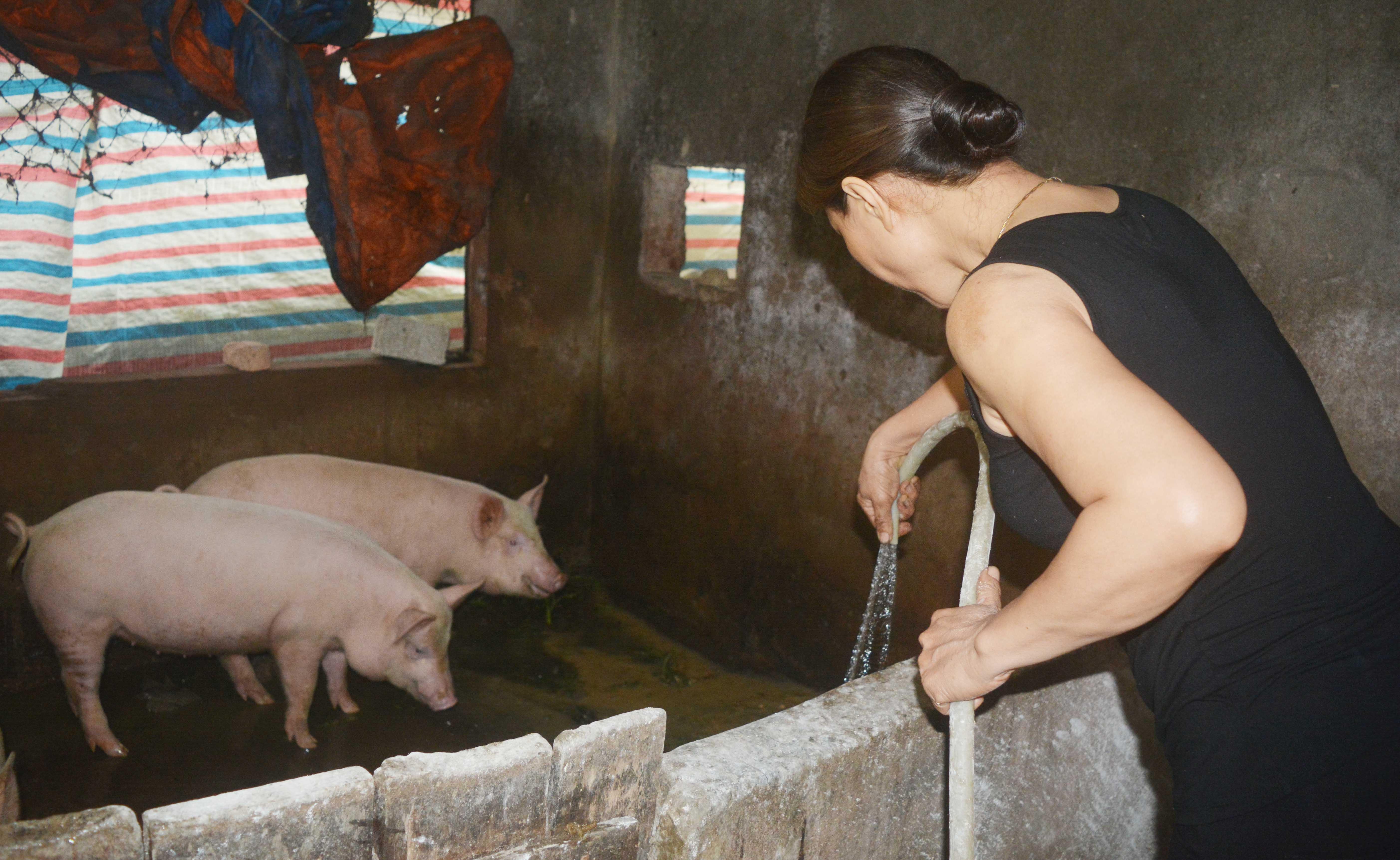 Thời điểm này, dịch tả lợn châu Phi đang diễn biến phức tạp, do đó các hộ chăn nuôi cần đảm bảo vệ sinh chuồng trại sạch sẽ. Ảnh: Thanh Phúc